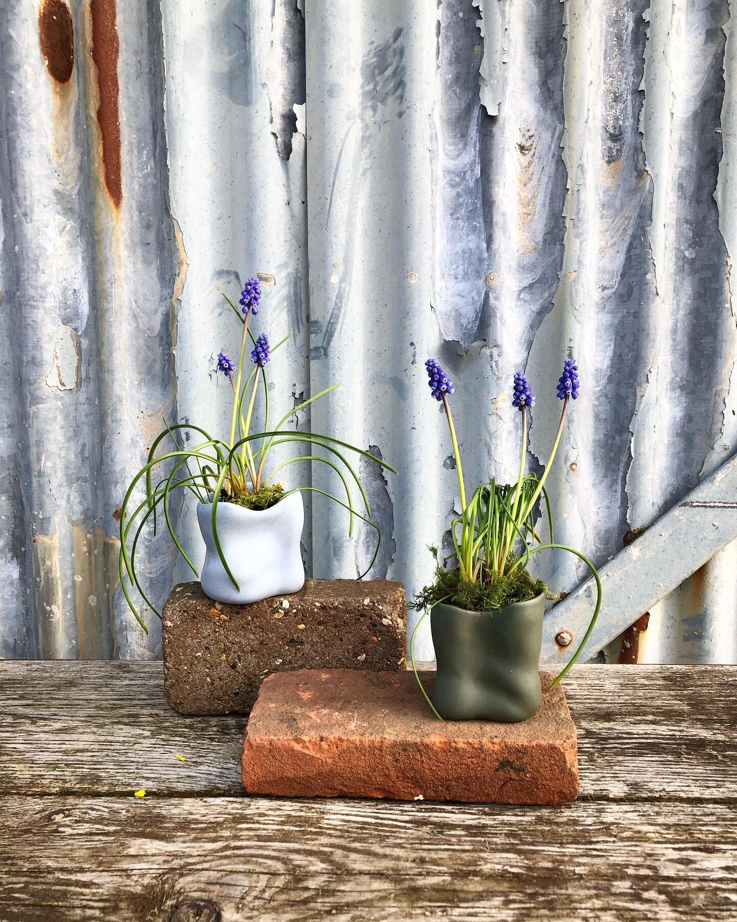 Spring blooms in our candle pots 

We are working to make refills for our candle pots, but for now we&rsquo;ve repurposed ours into spring bulb pots. Added a bit of foraged moss for a cute full look. Some grape hyacinths, crocus&rsquo; and pansies. 
