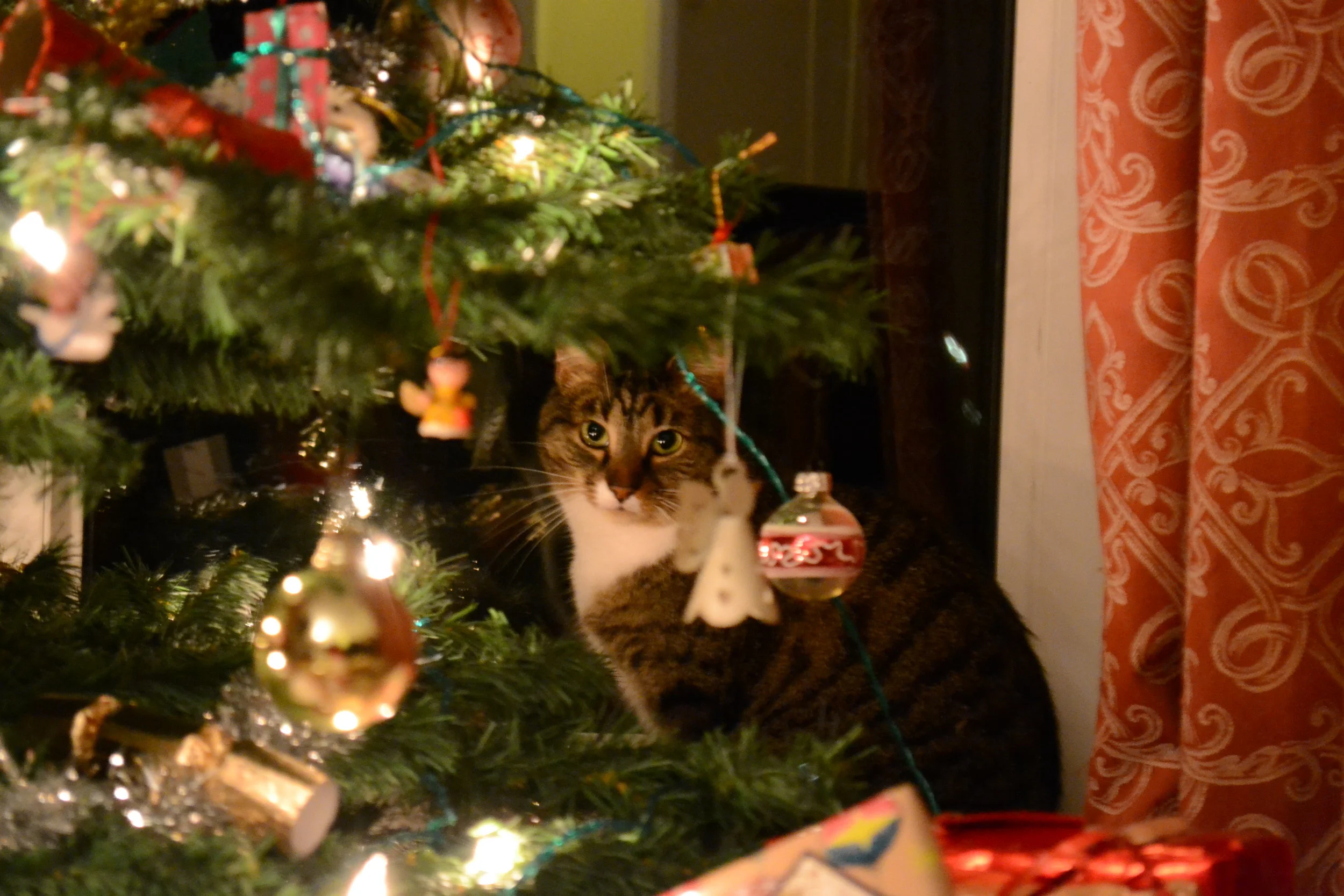 Pesky cat!