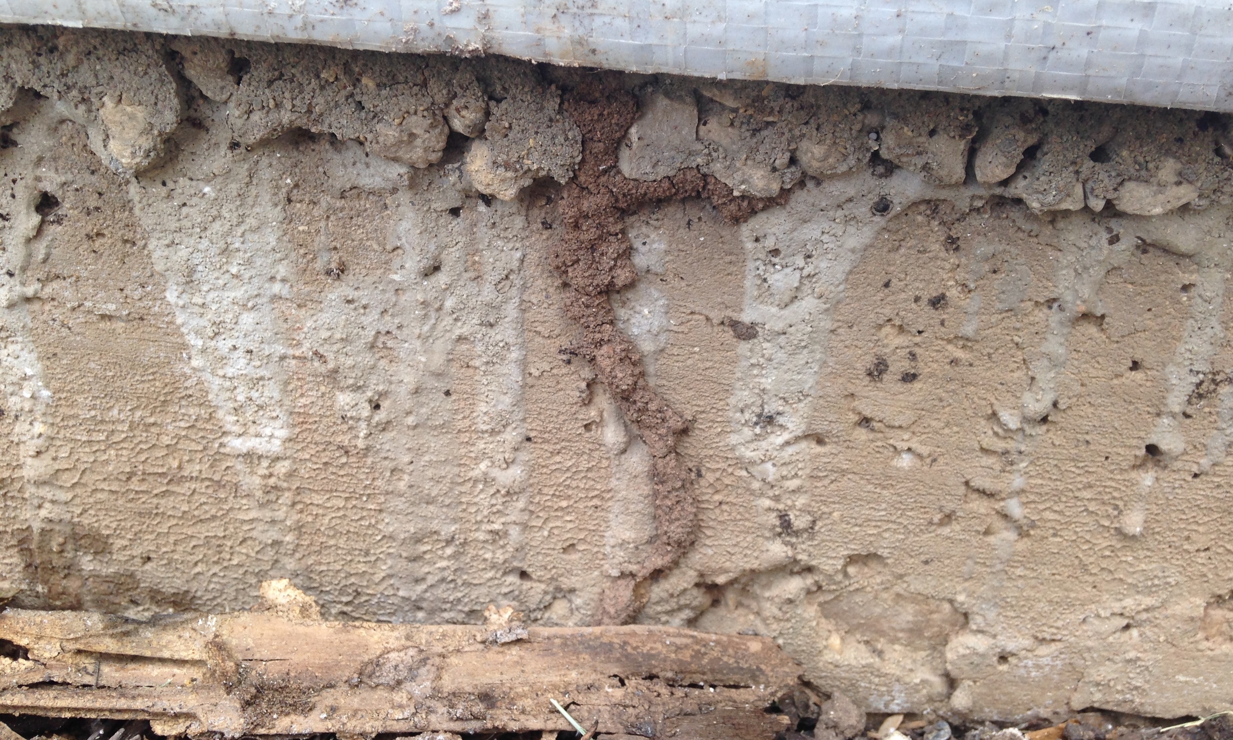 Termite Shelter Tube - Photo by Marybeth Roberts of Prescription Pest