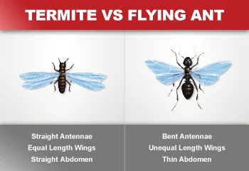 Flying termites (swarming) are commonly identified as flying ants. Above are some visual differences.