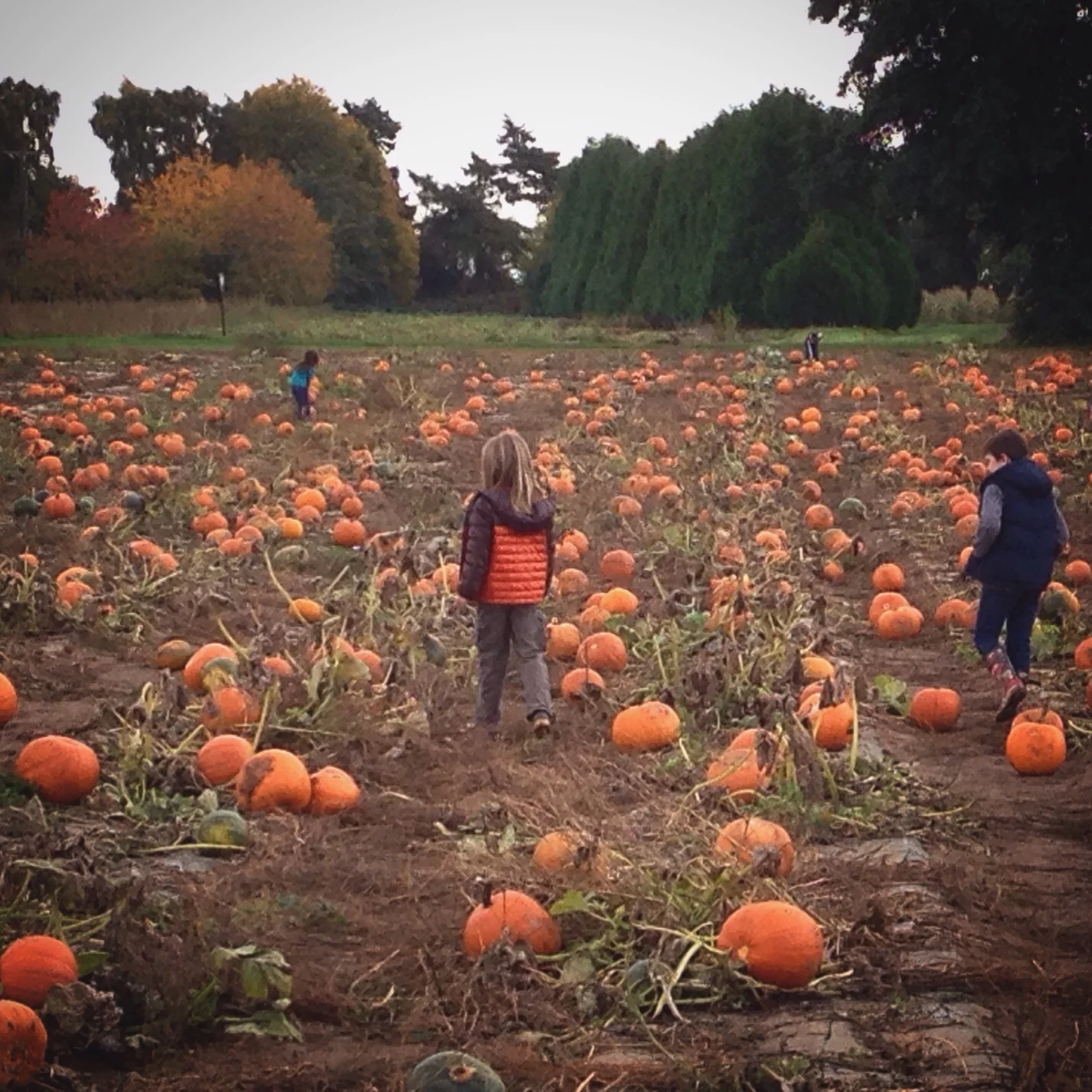 Choosing the perfect pumpkin (gah - all that ORANGE...)