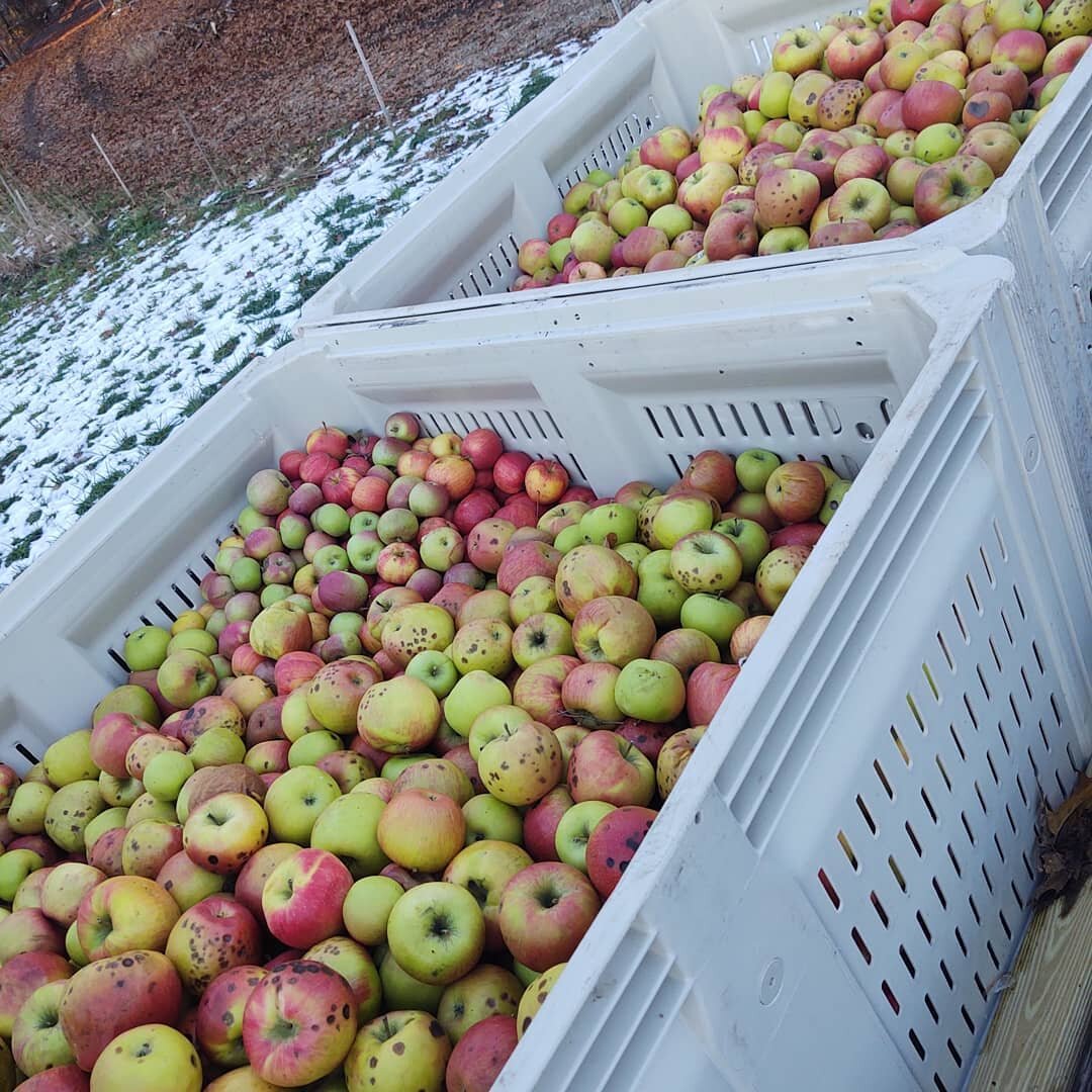 I love hauling stuff with my truck, and today's haul was no exception! It actually smelled reeeeaallllyyy good! 👃🍎🍏 Helped @conantscustomcuts get some apples for the pigs from an orchard because they're too beat up for eating or cider, so pig trea