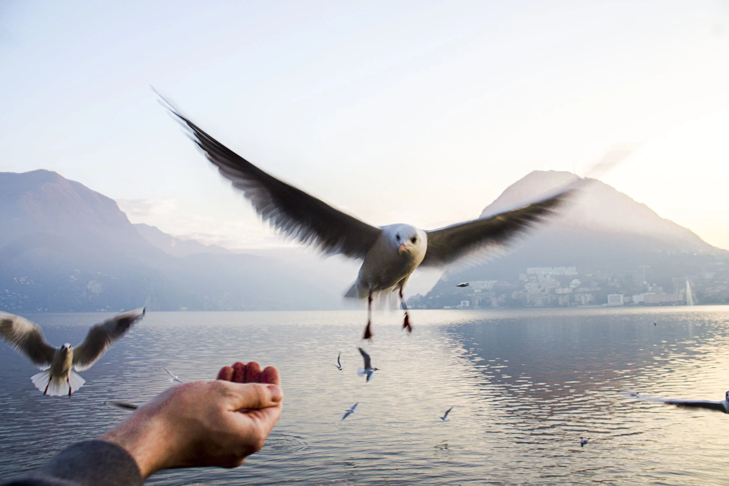 *A side note- the birds here are quite bold, adventurous souls. If you are scared of them at all I recommend staying away from the middle of the harbor- they like to come close for the chance that you might be carrying some food ;)