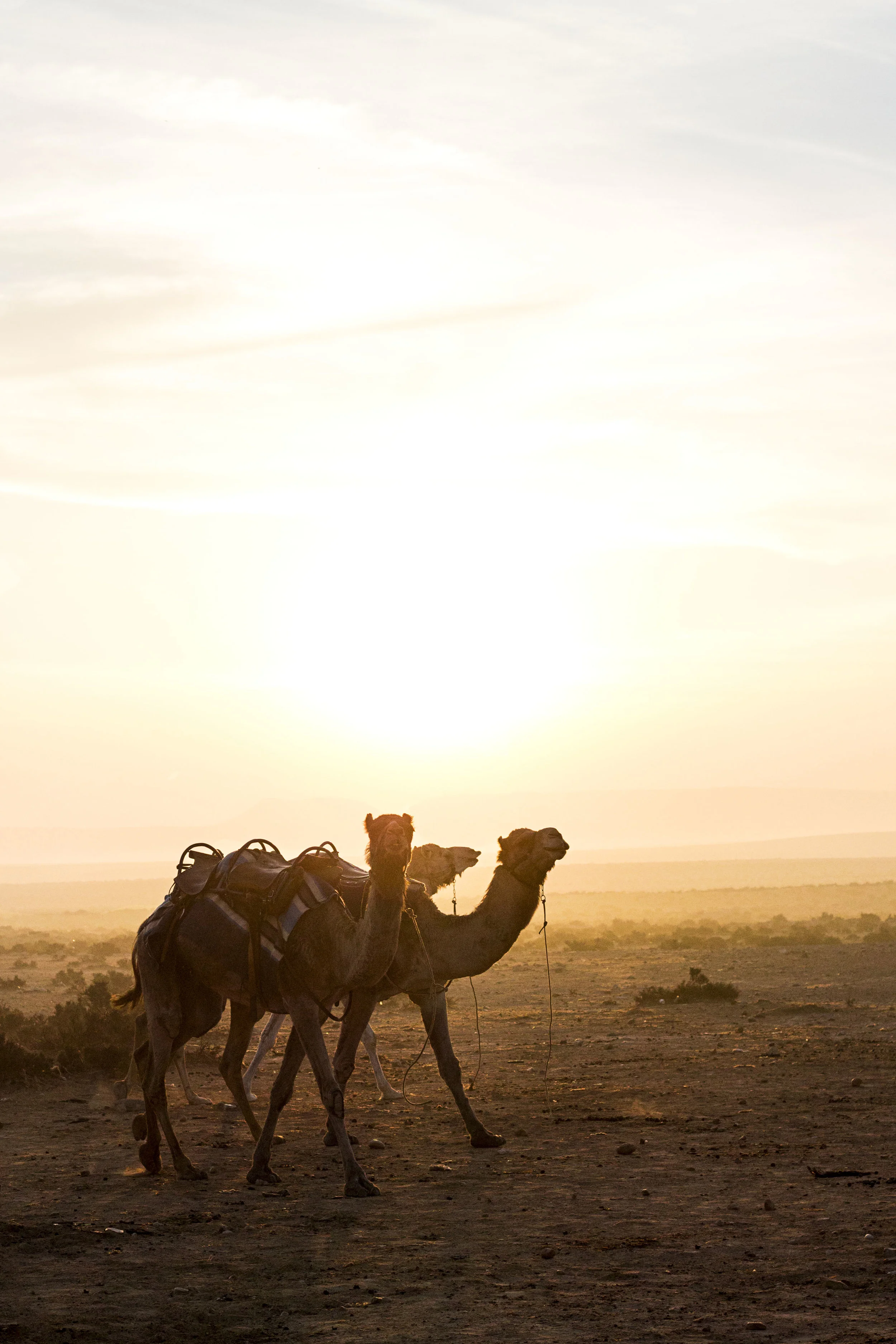 Camels Sunset V.jpg