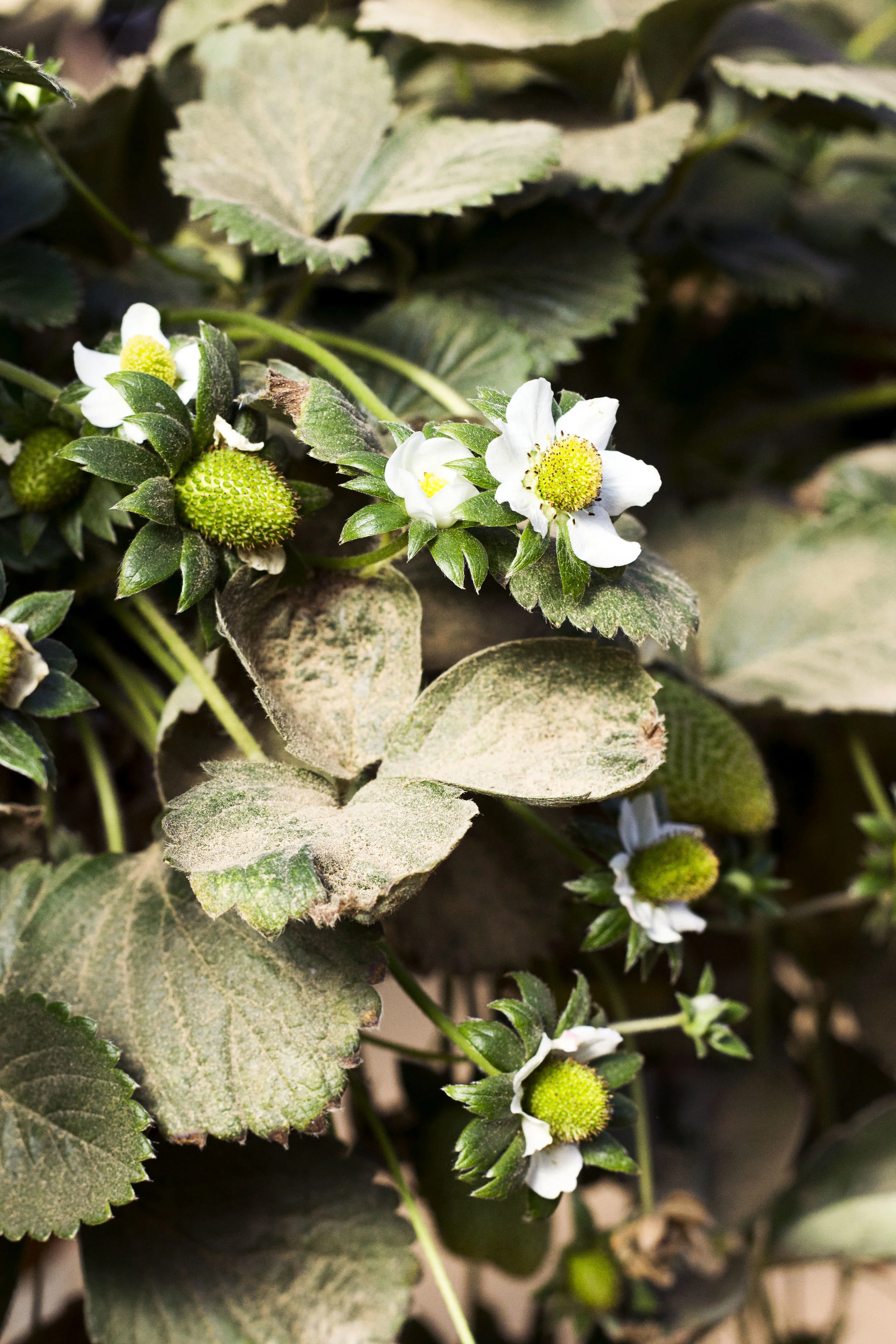 Strawberry Blossoms.jpg
