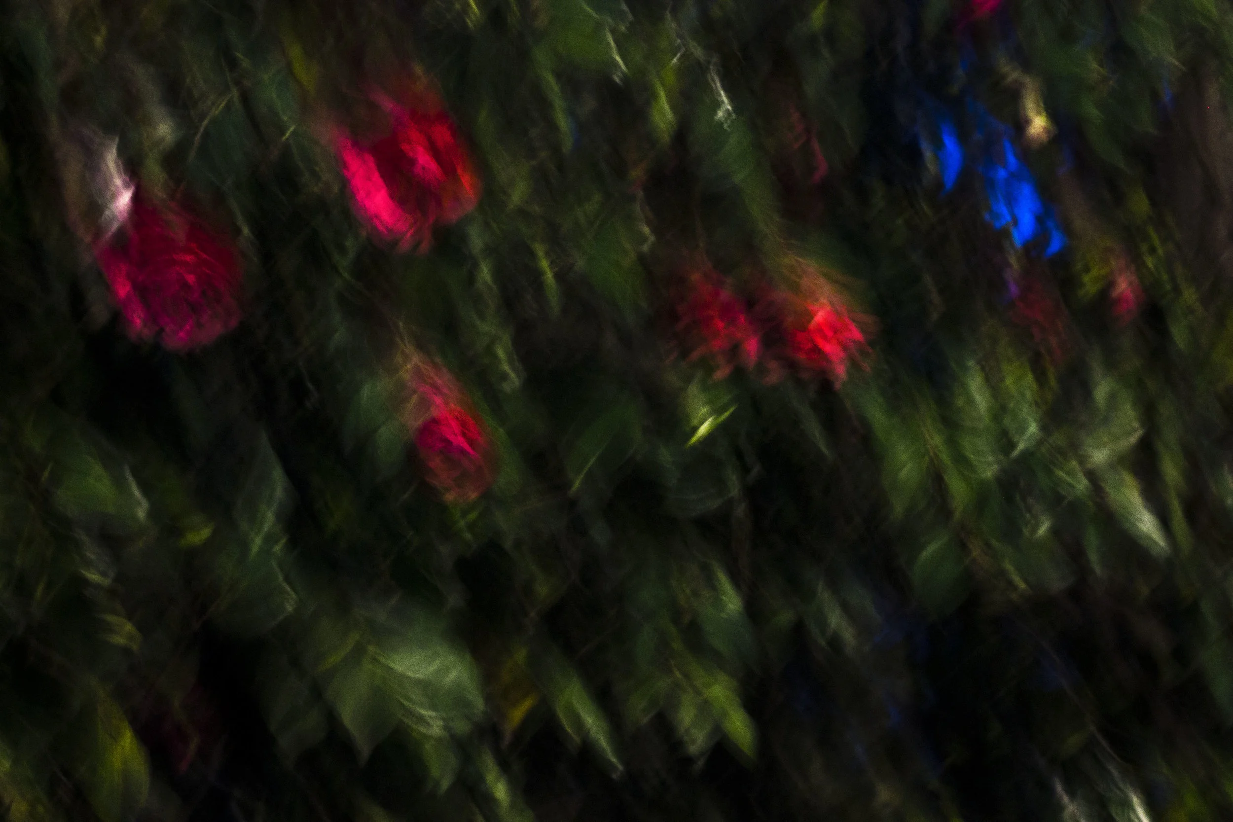 Blurry roses.jpg