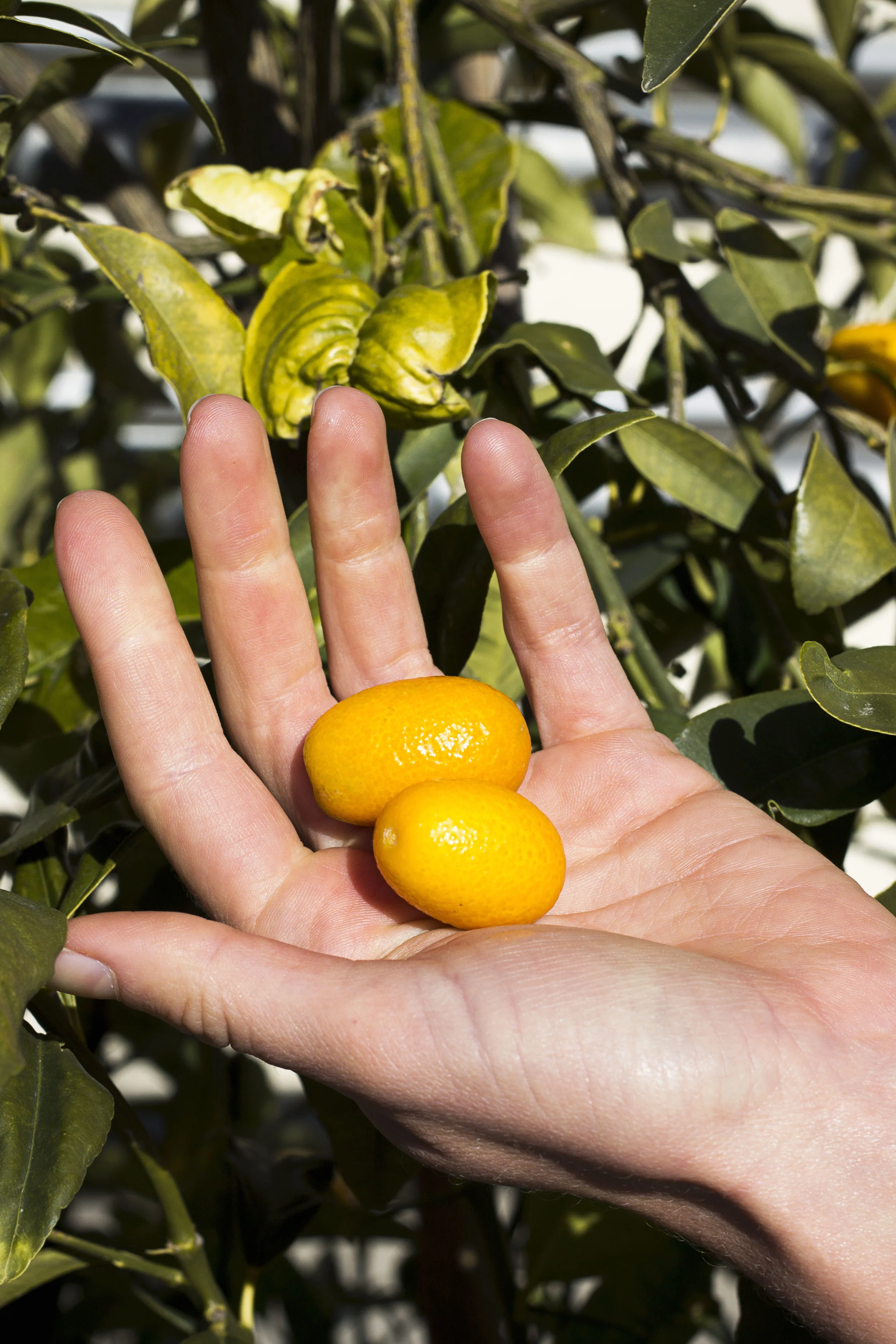 Kumquat Hand V.jpg
