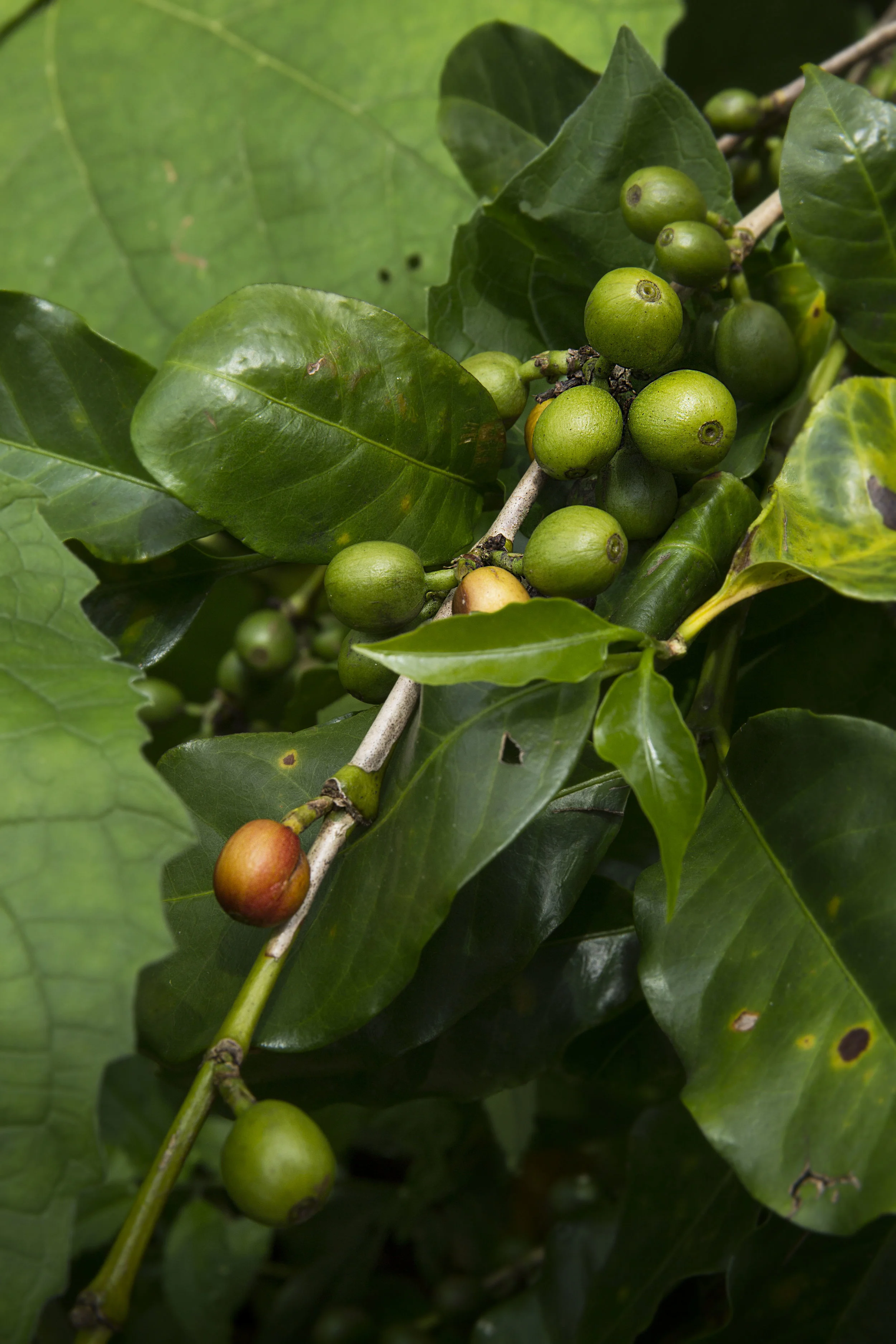 Coffee beans.jpg
