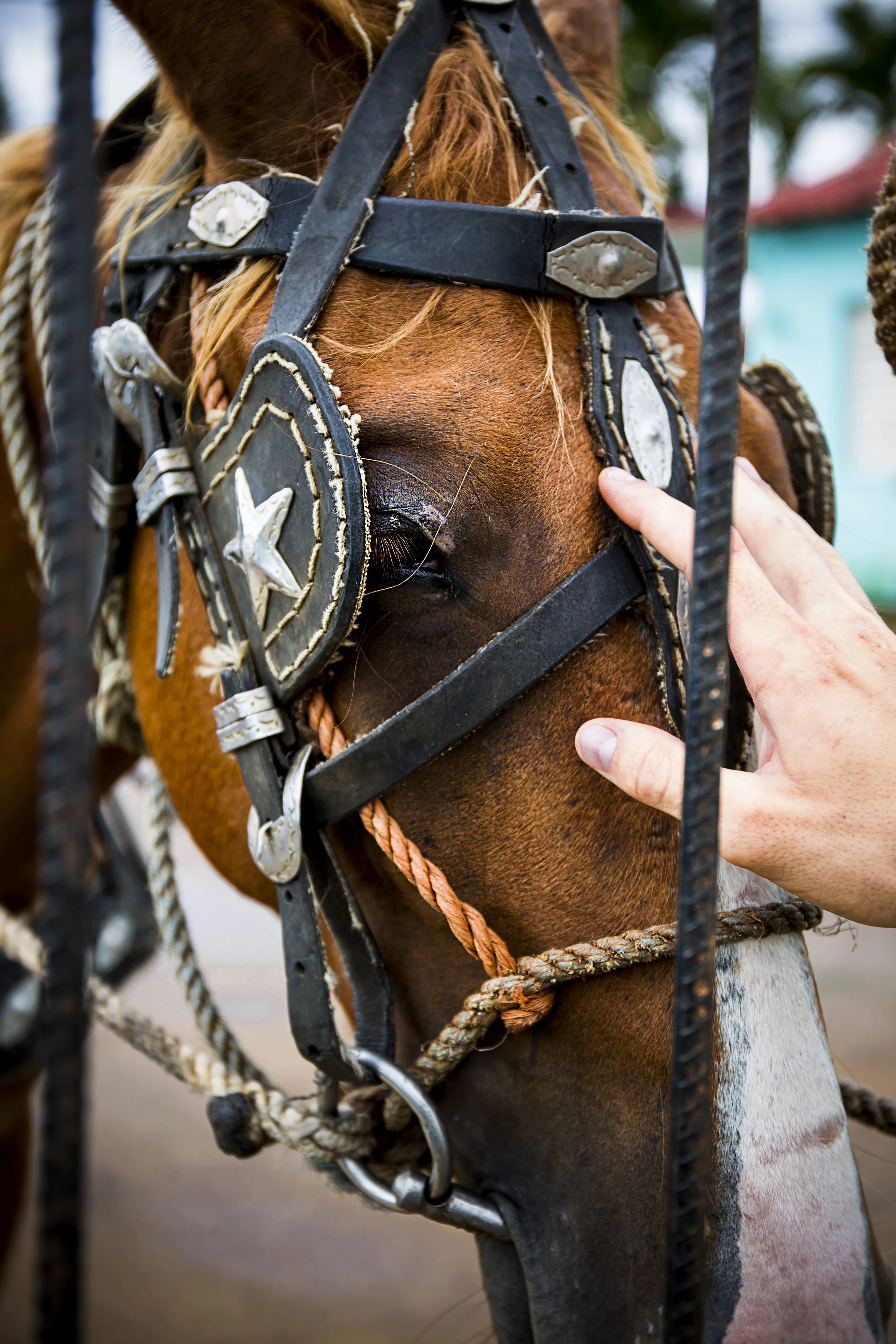 Horse Face Gate Hand V.jpg