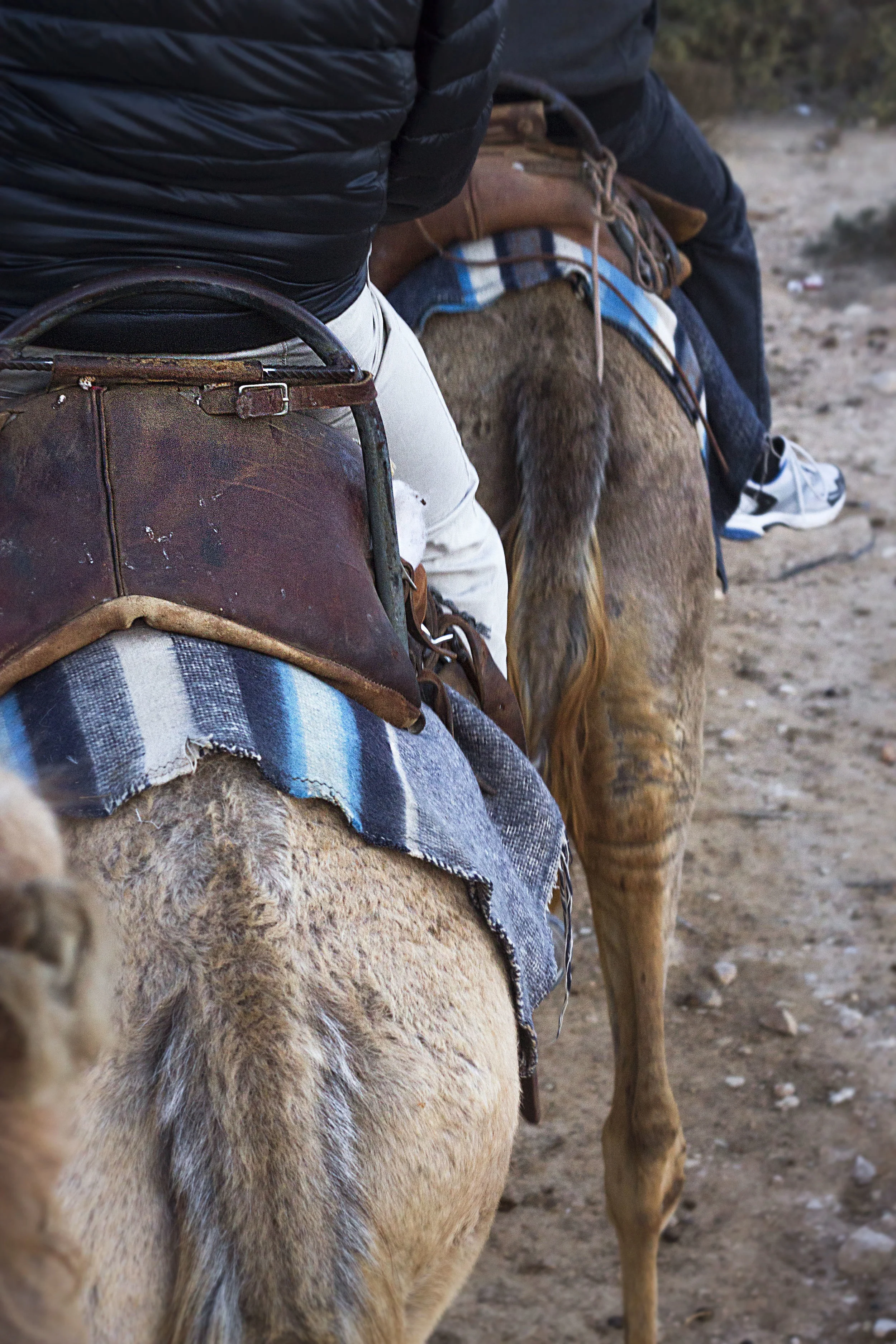 Camel Butts V.jpg