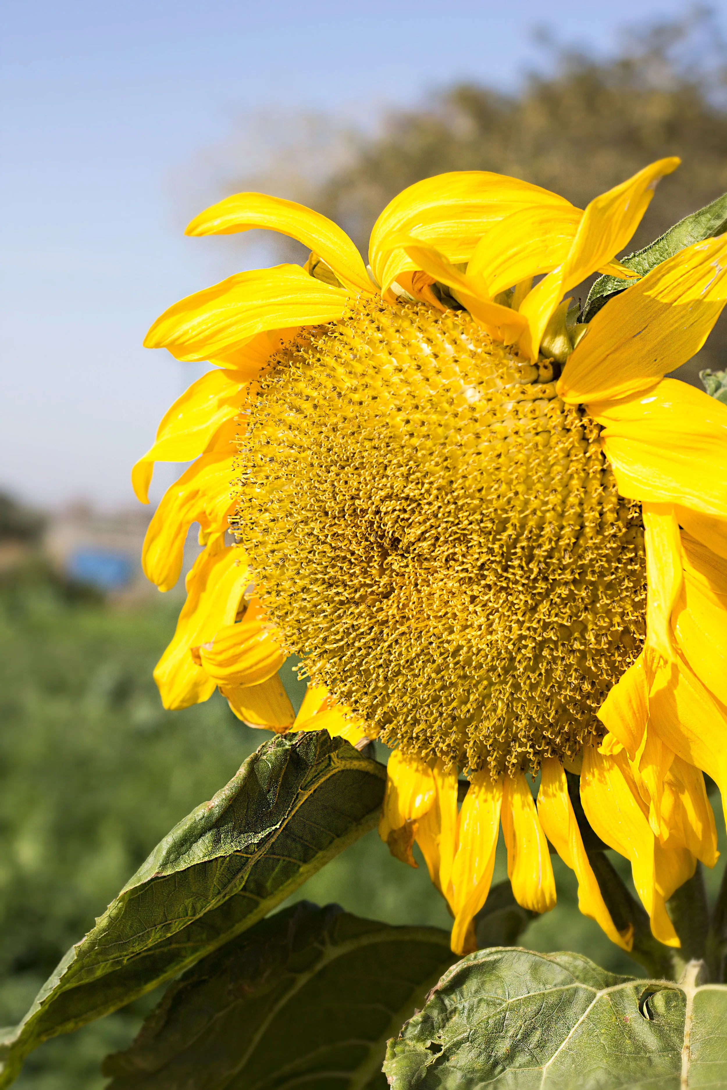 Sunflower V.jpg