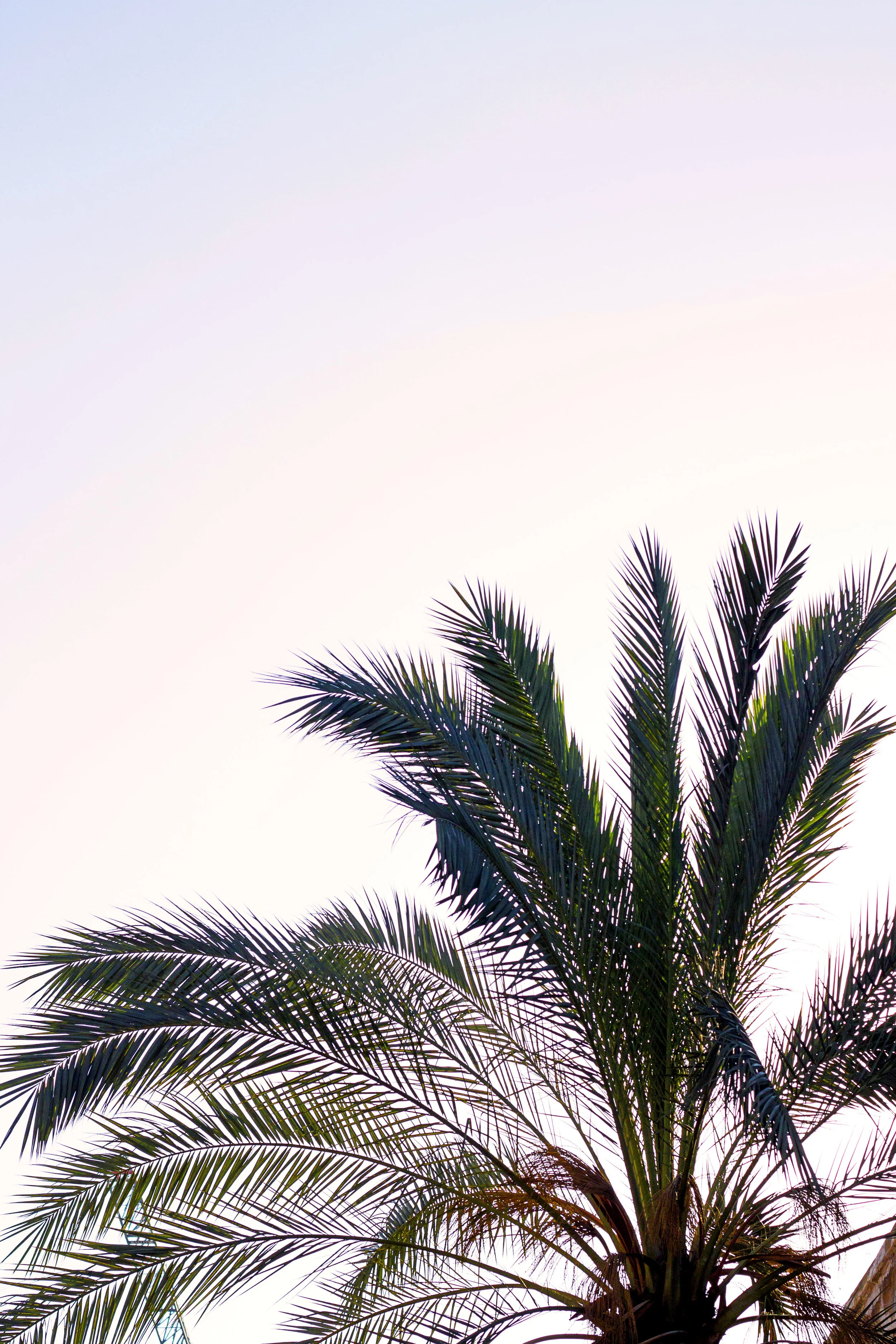 Palm V.jpg