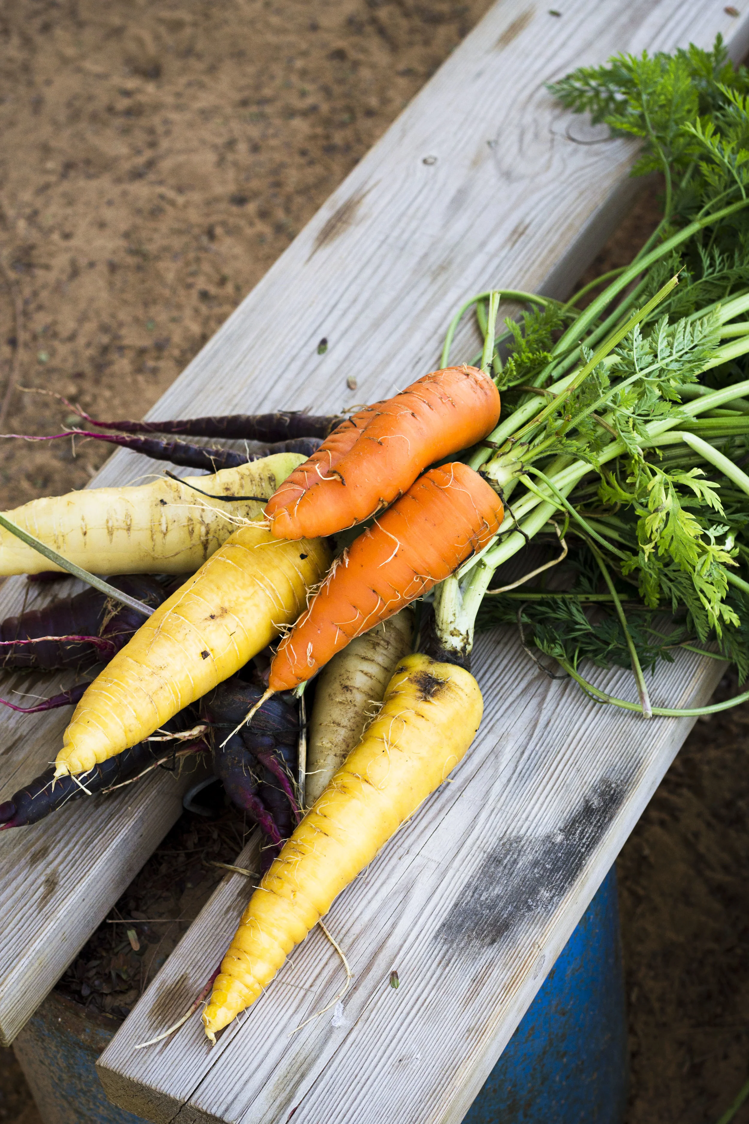 Carrots Bench.jpg