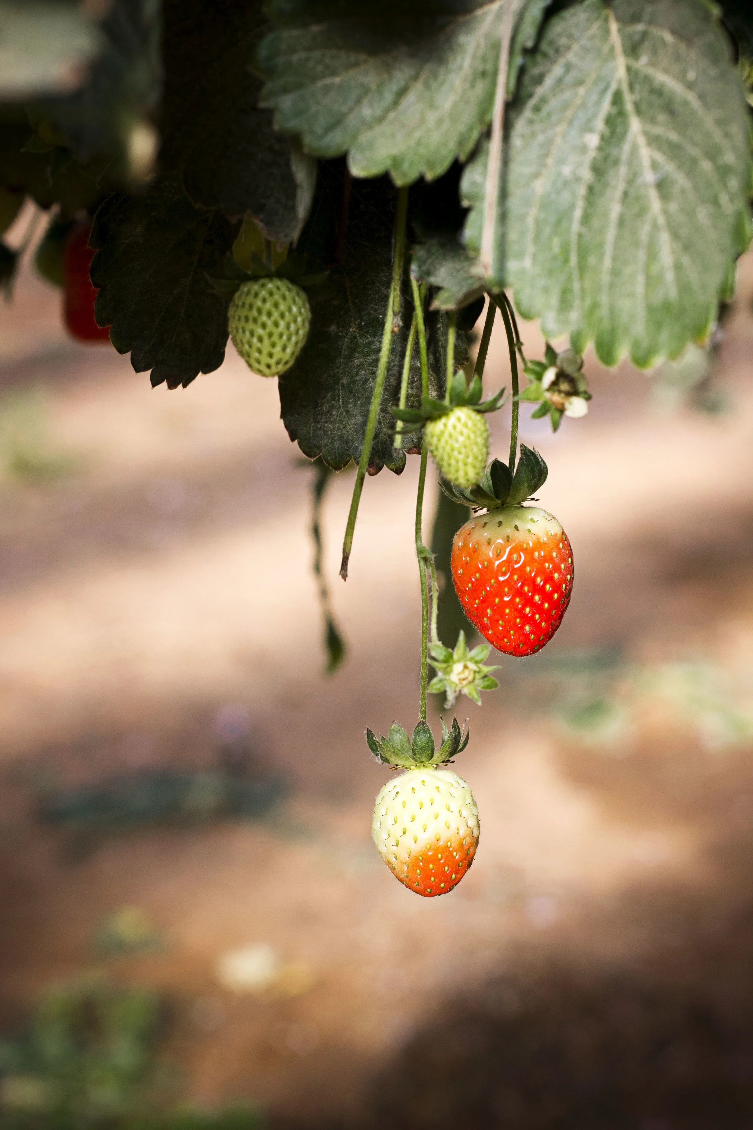 Hanging Strawberries V.jpg