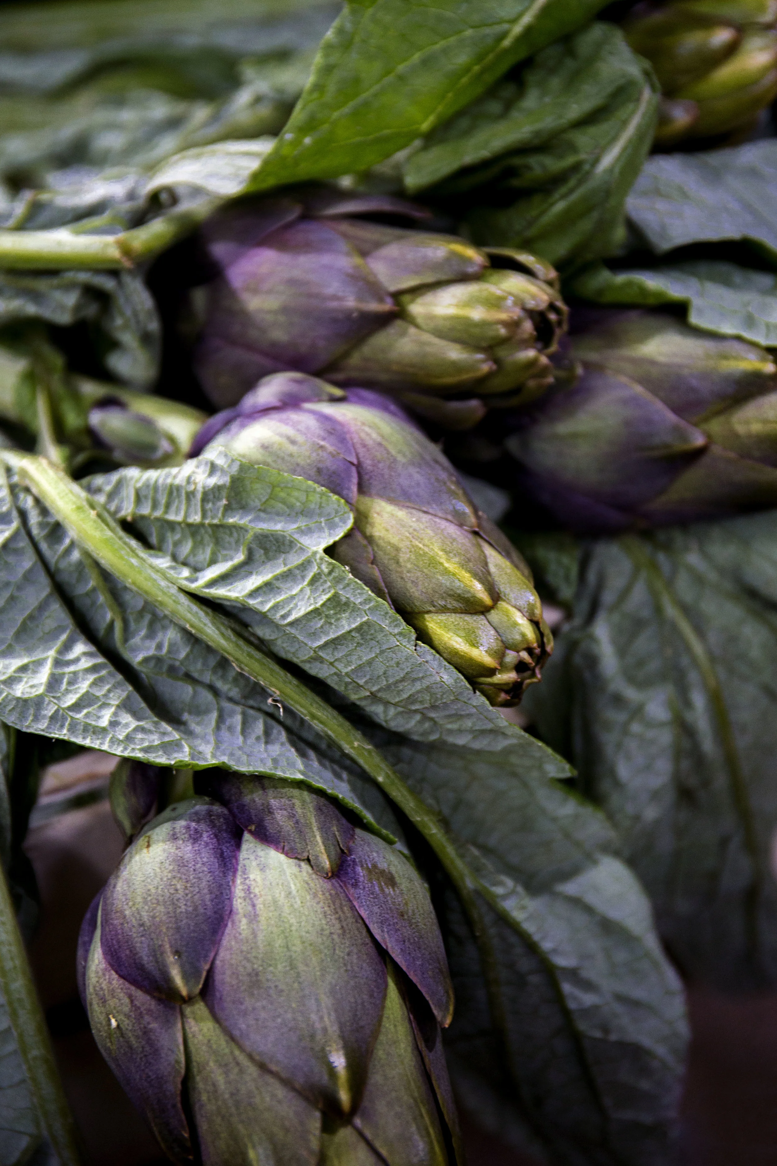 Artichokes V.jpg