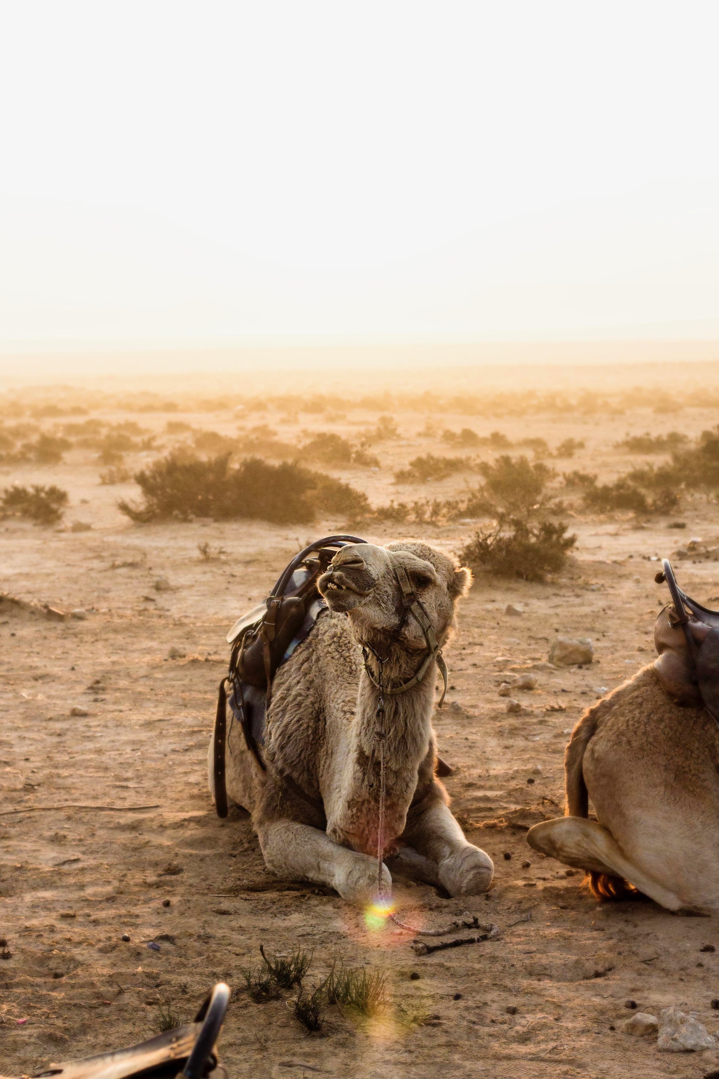Camel sitting V.jpeg