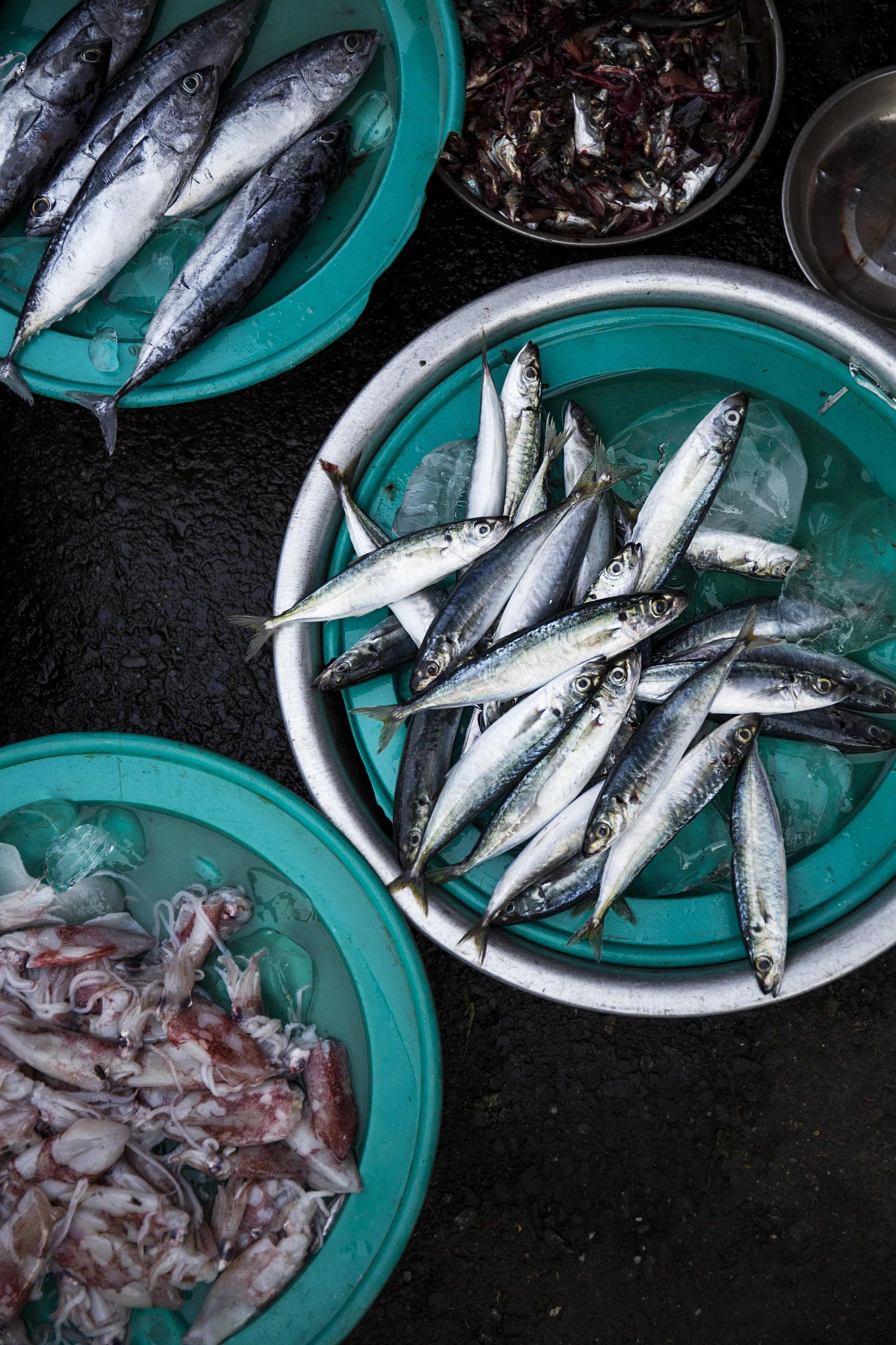 Sardines 3 bowls V.jpg