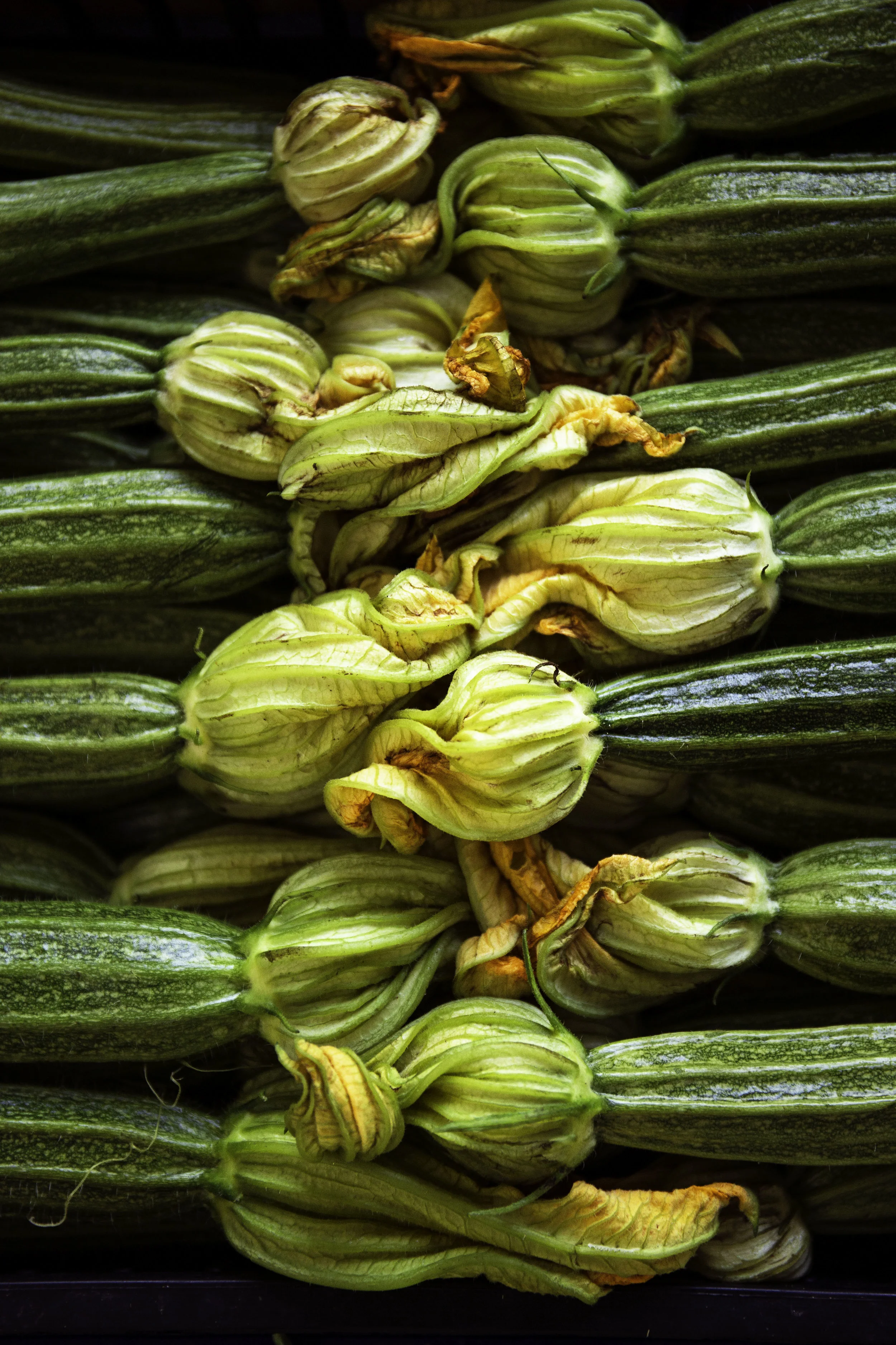 Zucchini Blossoms V2.jpg