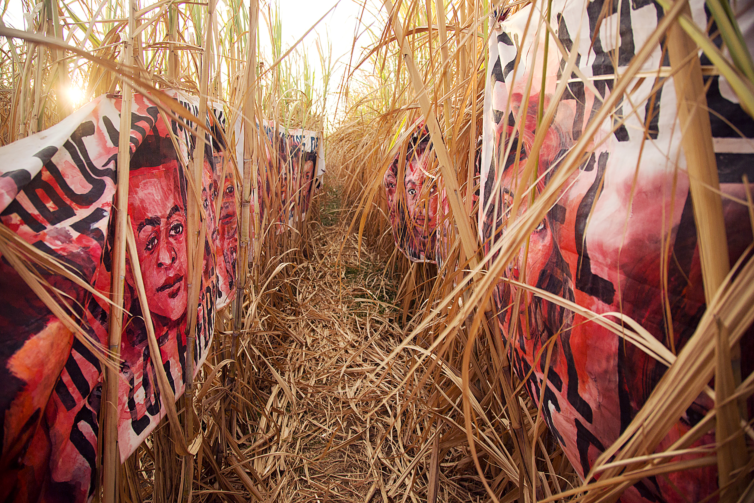 Empalagoso (Saccharine): The Chichigalpa Portrait Project, The Chemically Dried Cane Installation. Photo courtesy of Tom Laffay. 