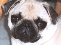 Well-behaved dogs are welcome to accompany clients to session.
