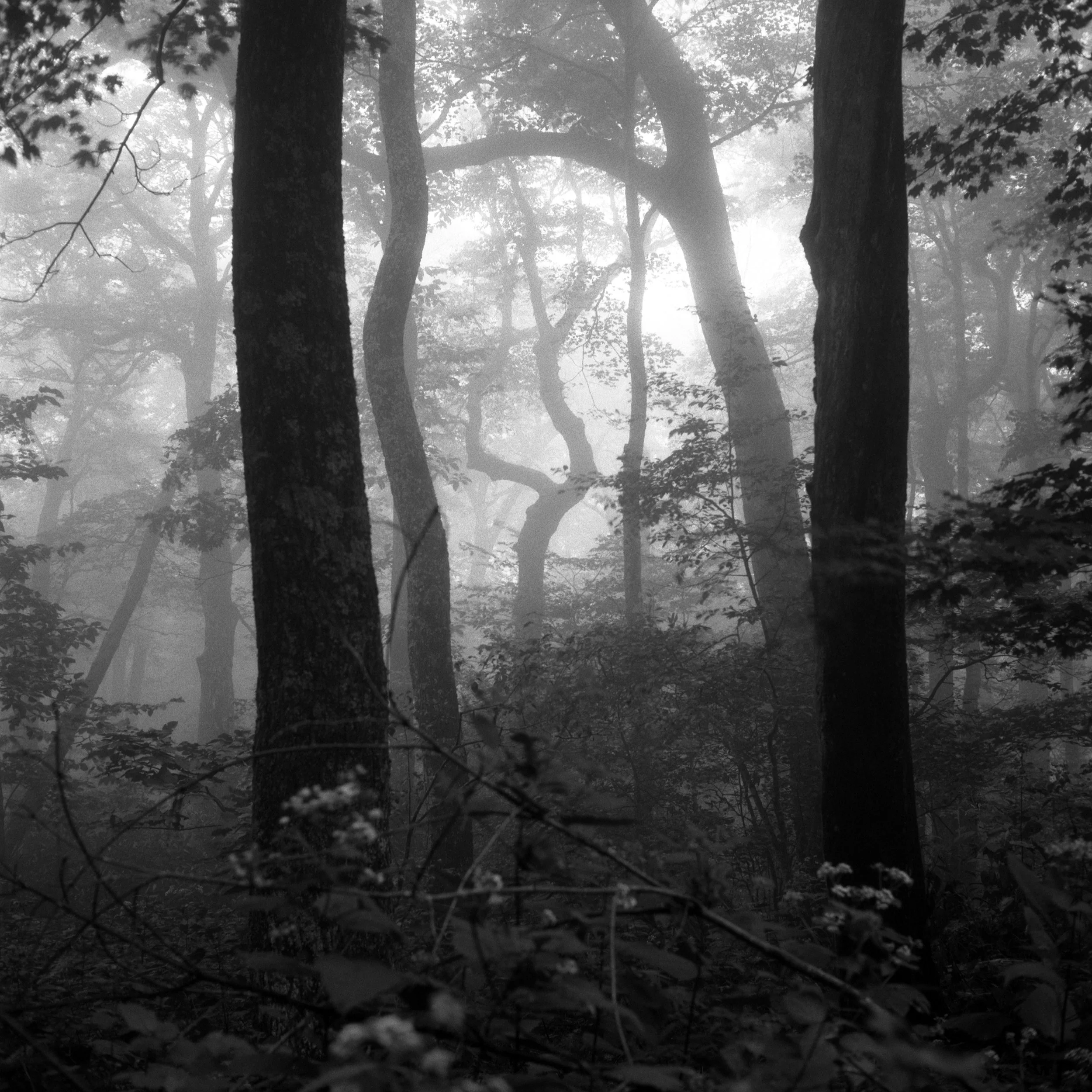  Moses H. Cone Memorial Park in Watauga, North Carolina 