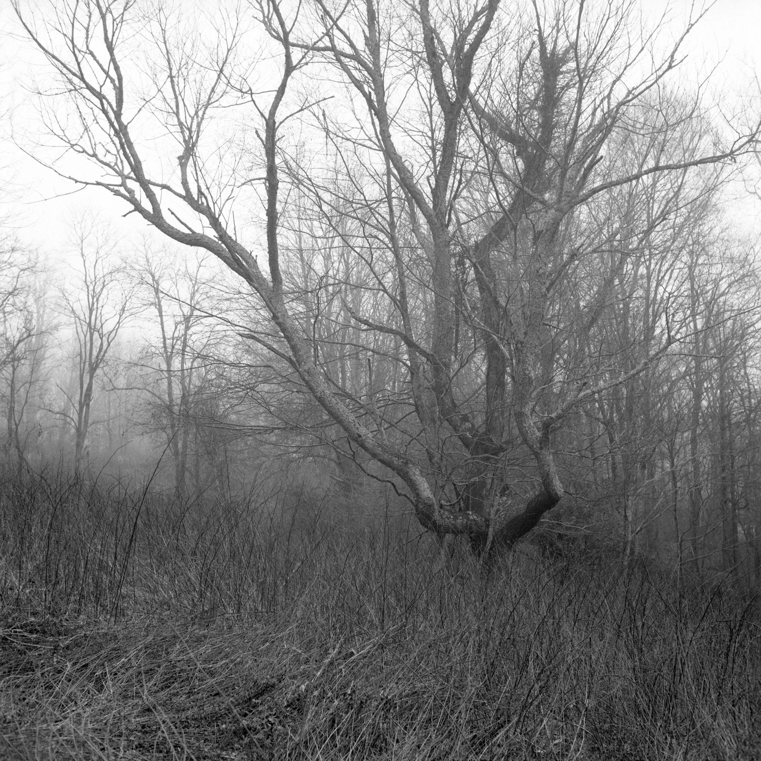  Moses H. Cone Memorial Park in Watauga, North Carolina 