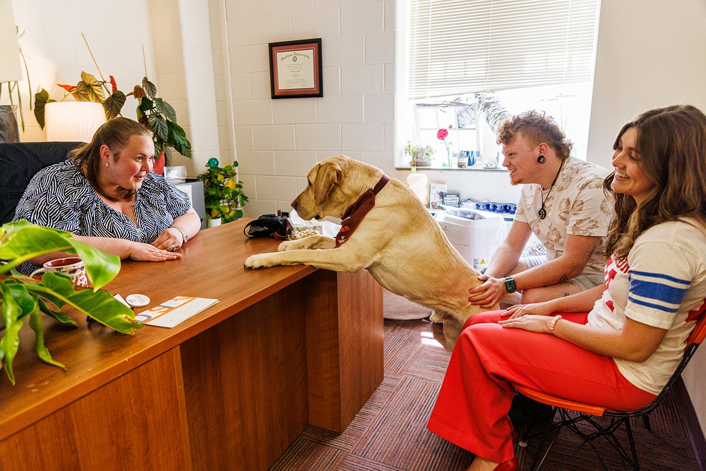 Meet Aiden, @vtdesignschoool's facility dog. Facility dogs are a type of therapy dog that are professionally trained to provide comfort and emotional support to a specific population. @vtdesigndog's calm demeanor and training from @servicedogsva make