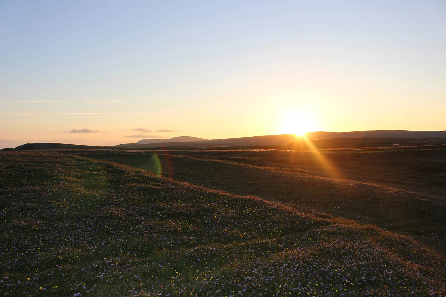 Wildflowers showing bright as the sun rises up over the hills in the distance.