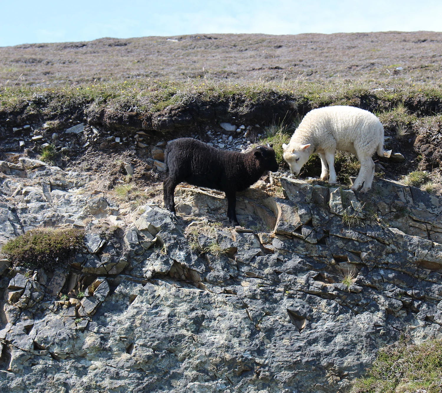 Shetland hill lambs