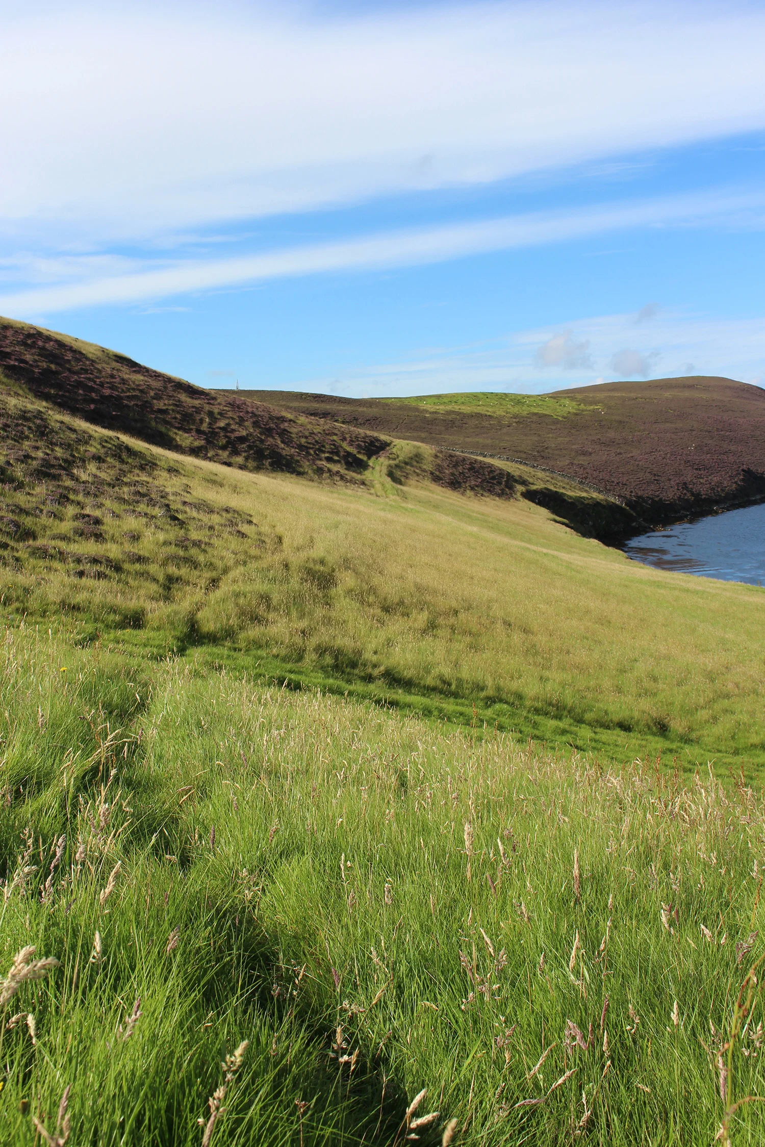 Sheep trails through the long grass.