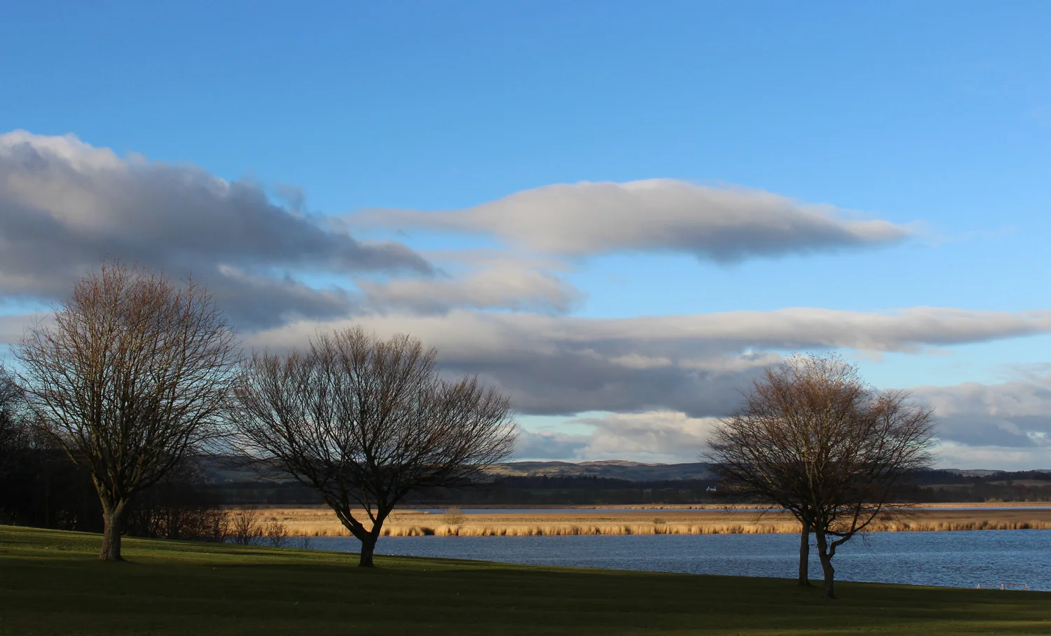 trees and estuary.jpg