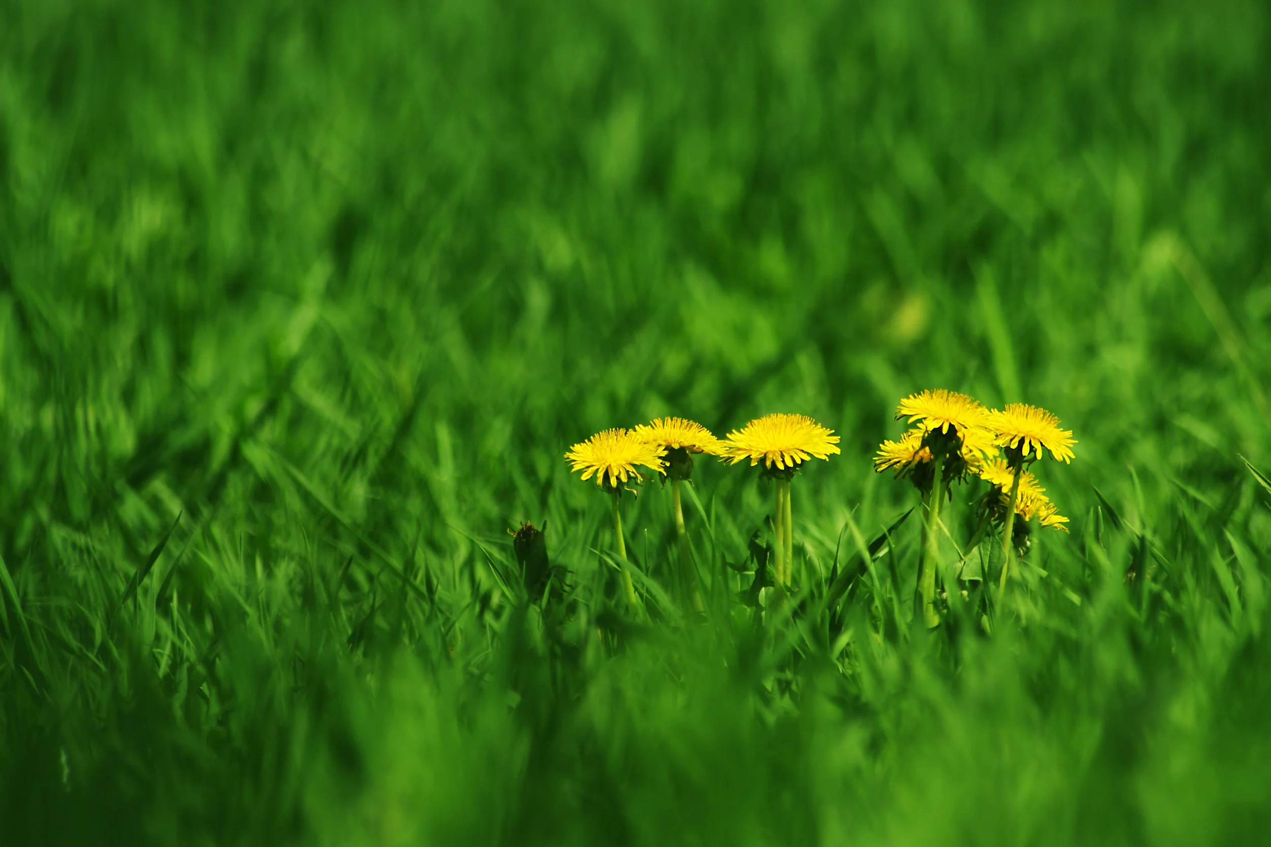 green-field-and-dandelions-with-unusual-depth-of-field-and-plenty-of-space-_My02YQu_.jpg