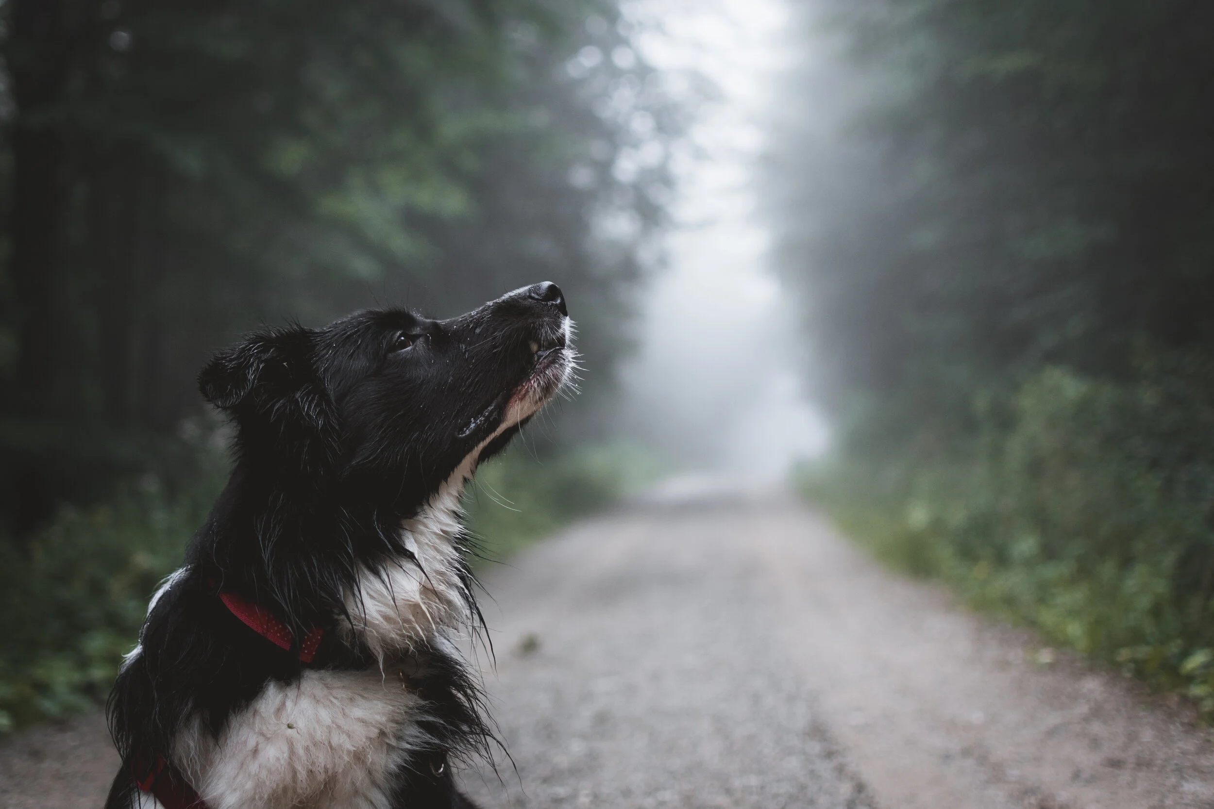 The Long Walk Home