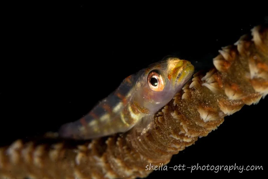 IMG_4505.JPG