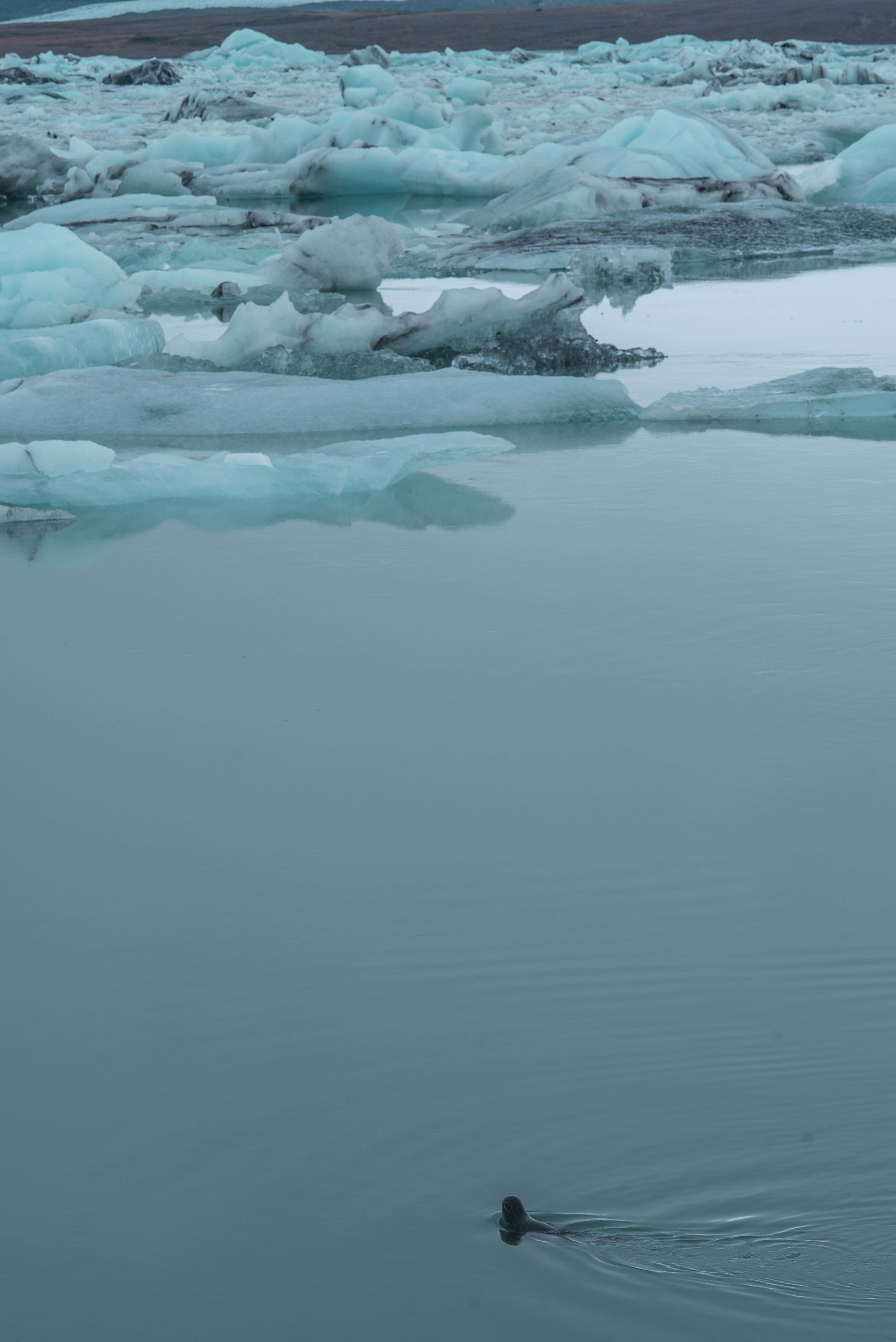 Seals in the glacial Lagoon.jpg