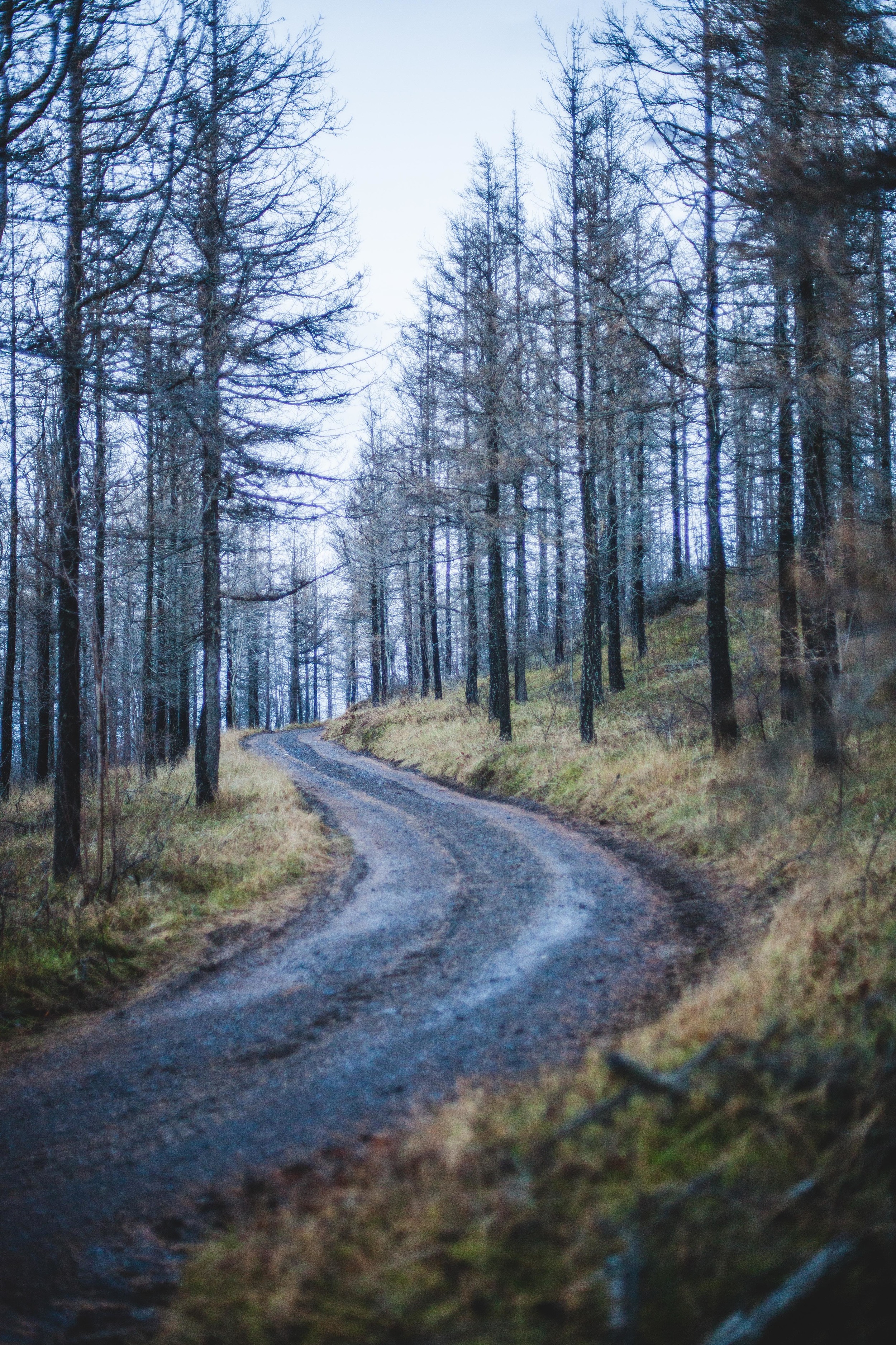 Joe Shutter Photographer Iceland Trees Forest Lake-15 (1).jpg