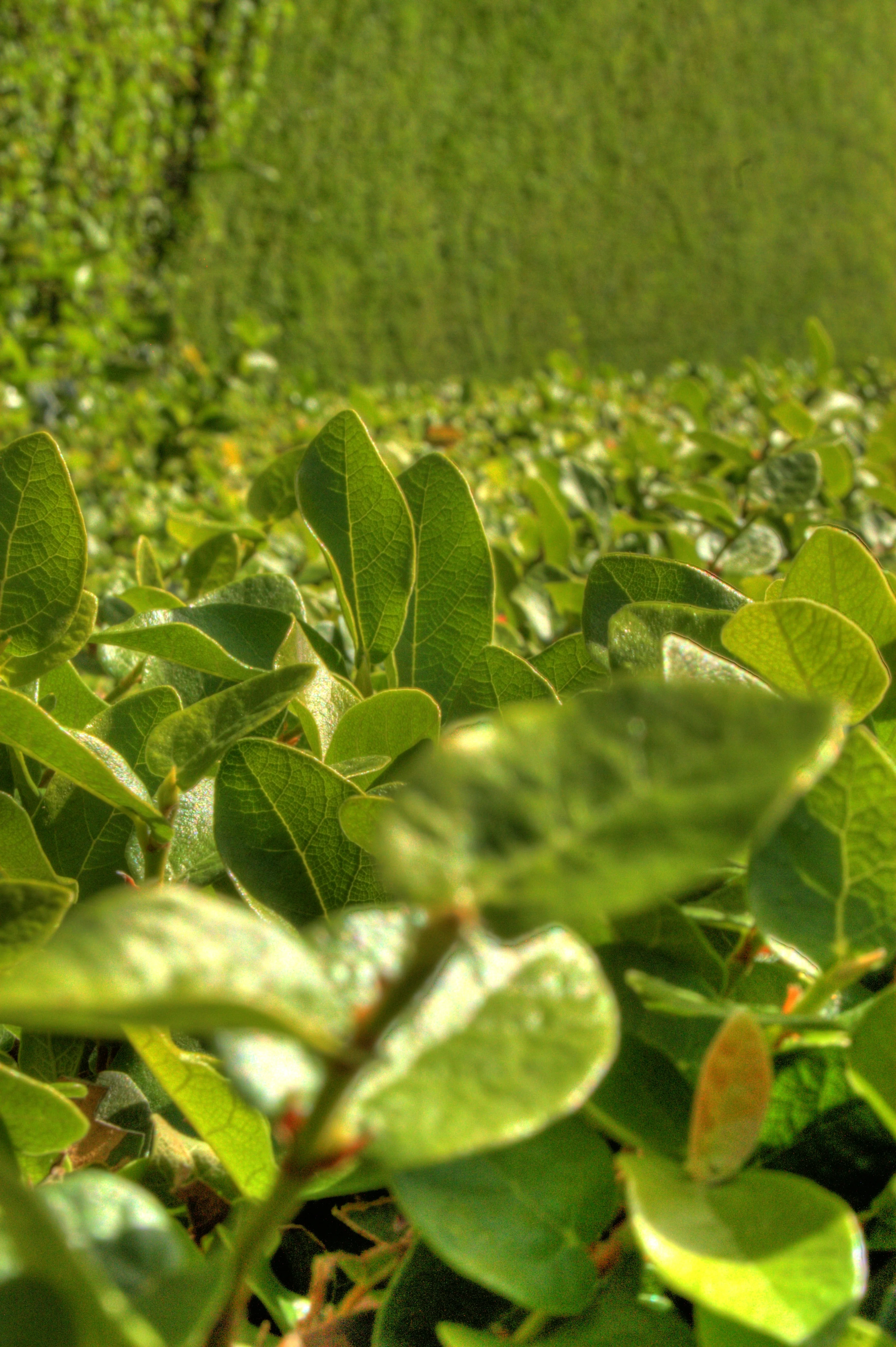 leaf1.jpg