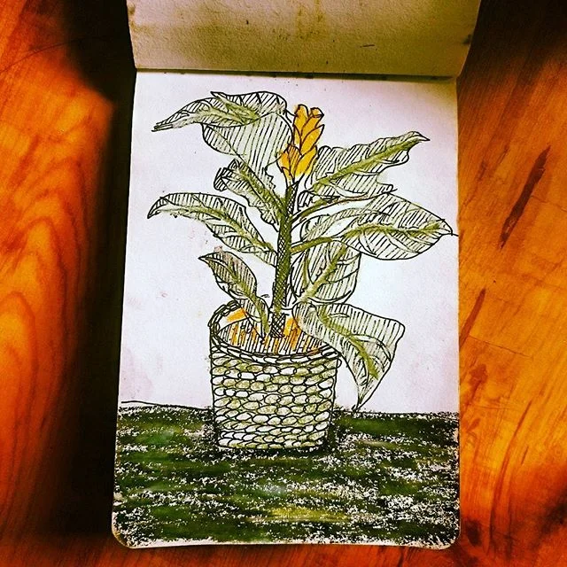 Zebra plant study #sketch