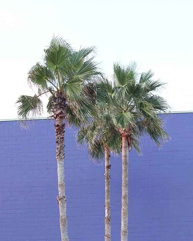 Last one 🌴 I swear.