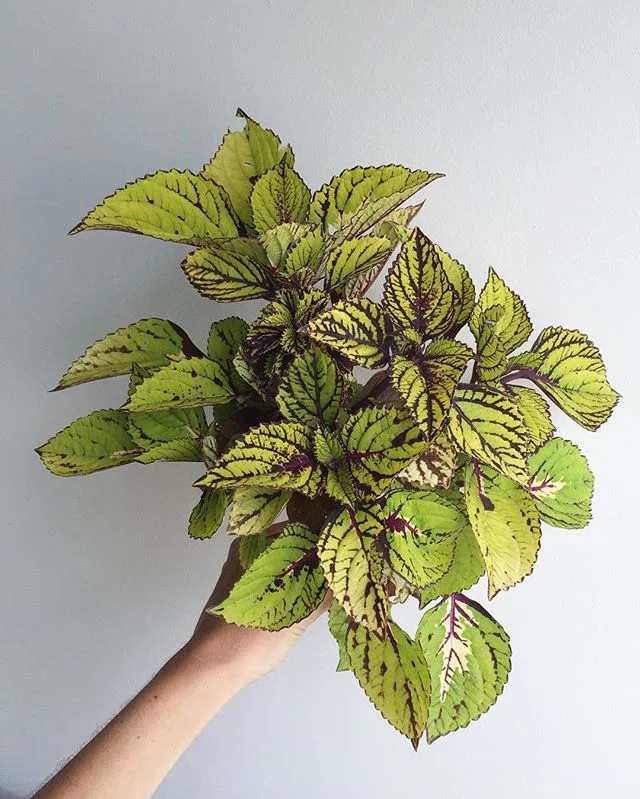 Coleus, you slay me. Obsessed with your variegation.