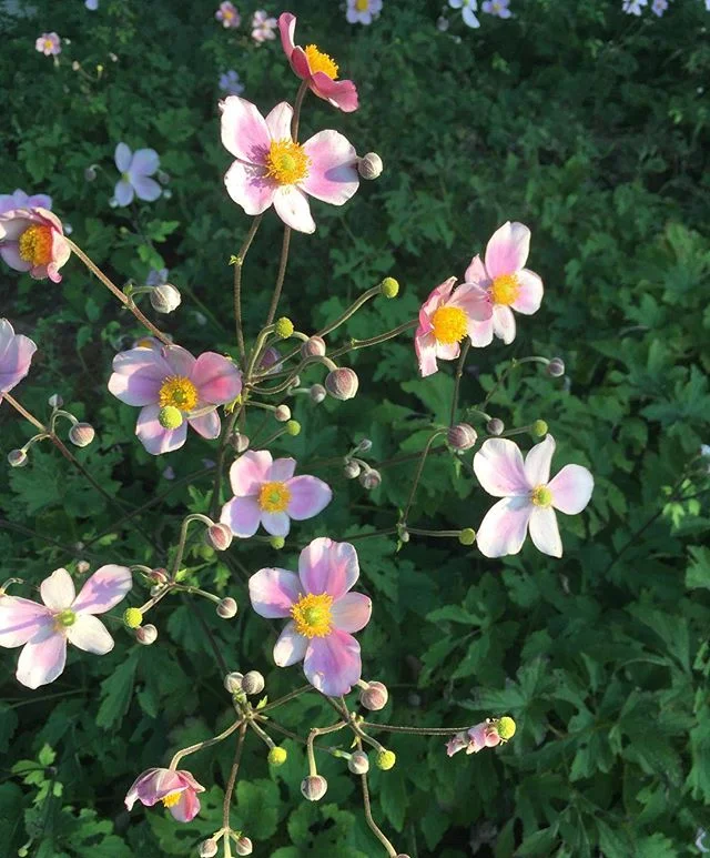 Sunset and the Japanese Anemones
