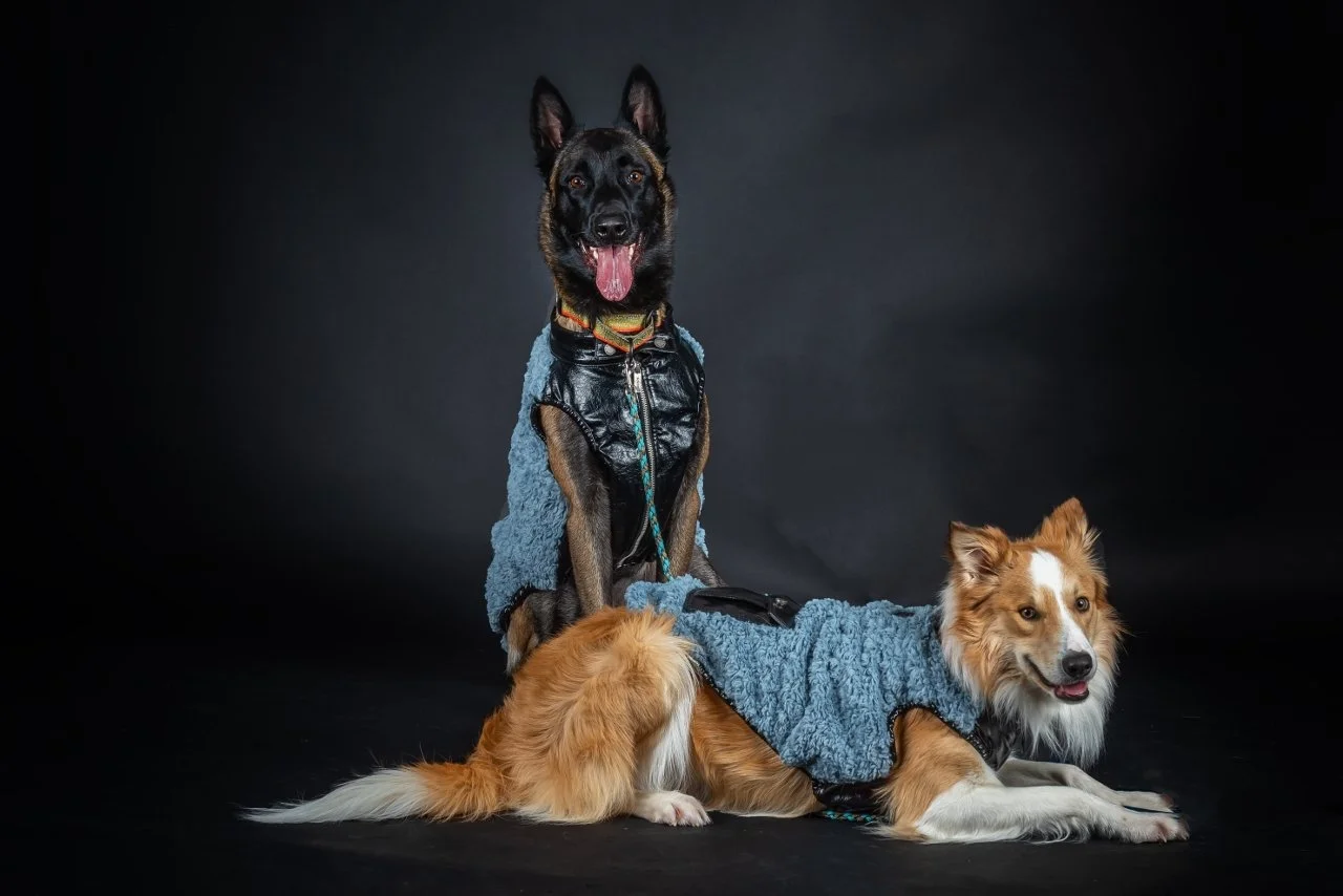 Ypsilanti and Ann Arbor Head shot, portrait, senior, family, children, real estate and pet photographer