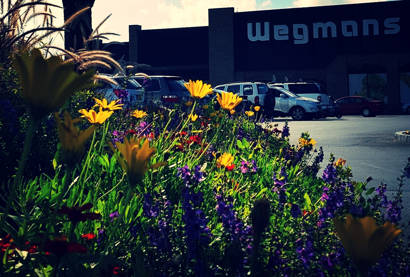  Wegmans 