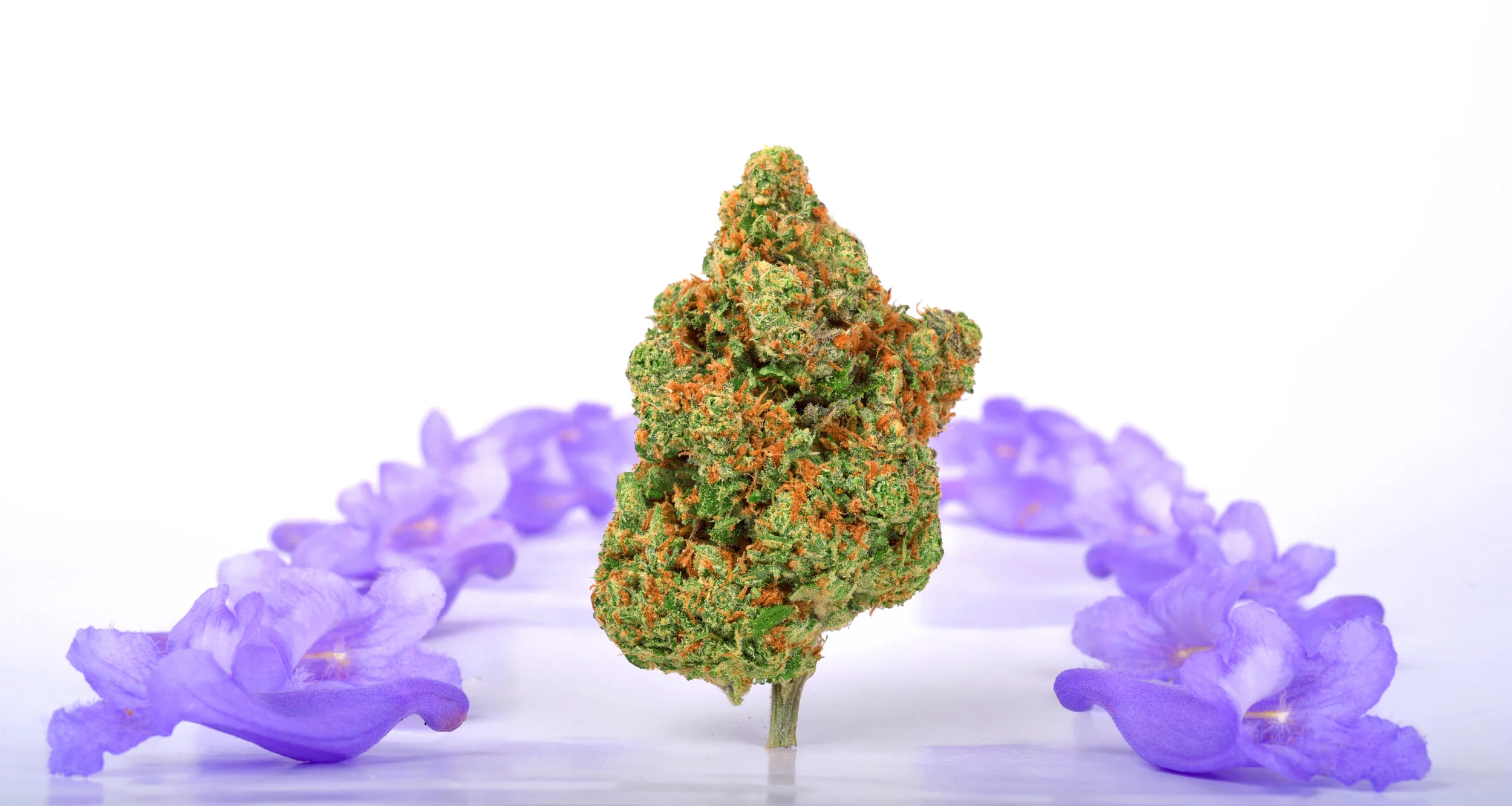 Green Crack and Jacaranda.jpg