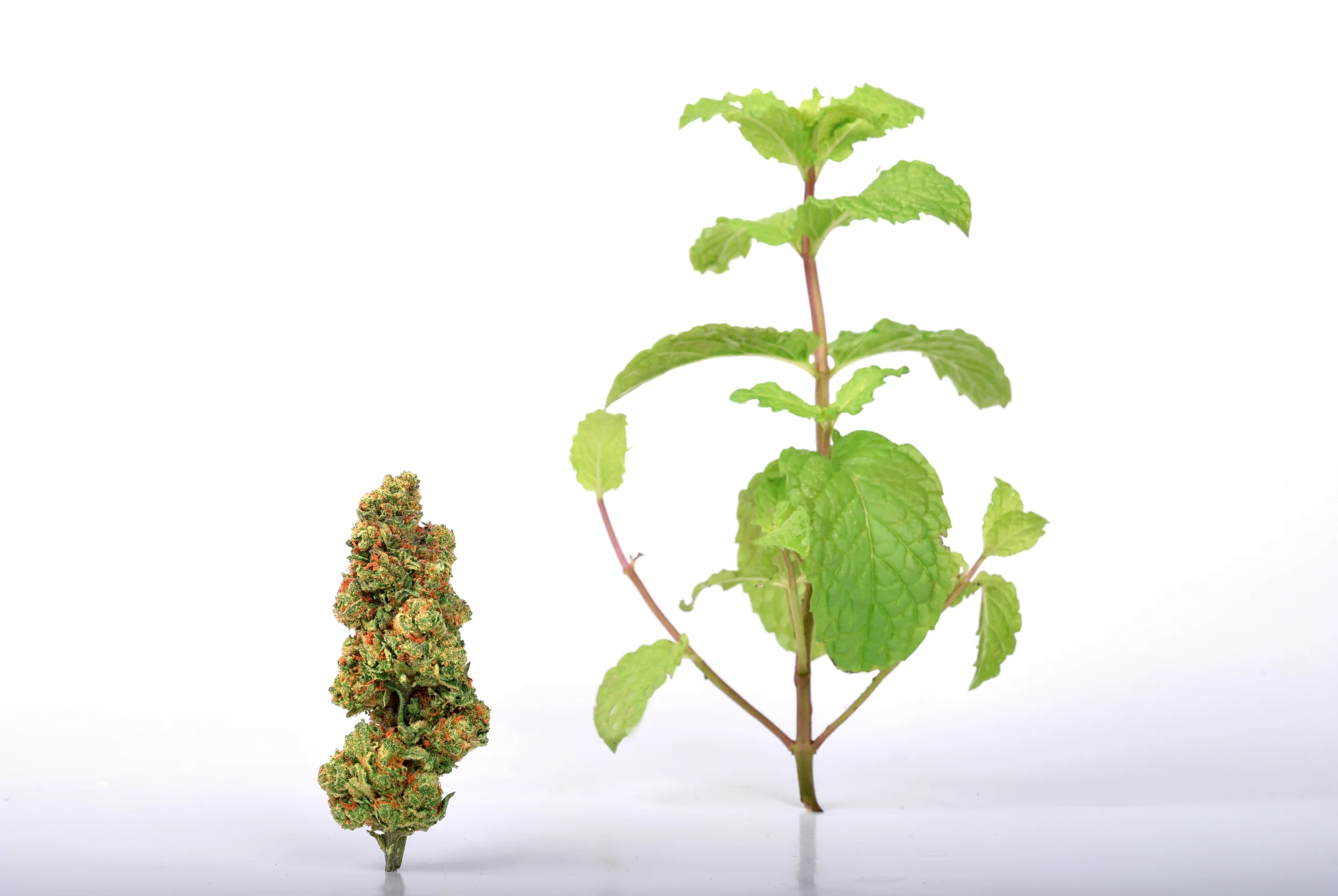 Thin Mint and Mint.jpg