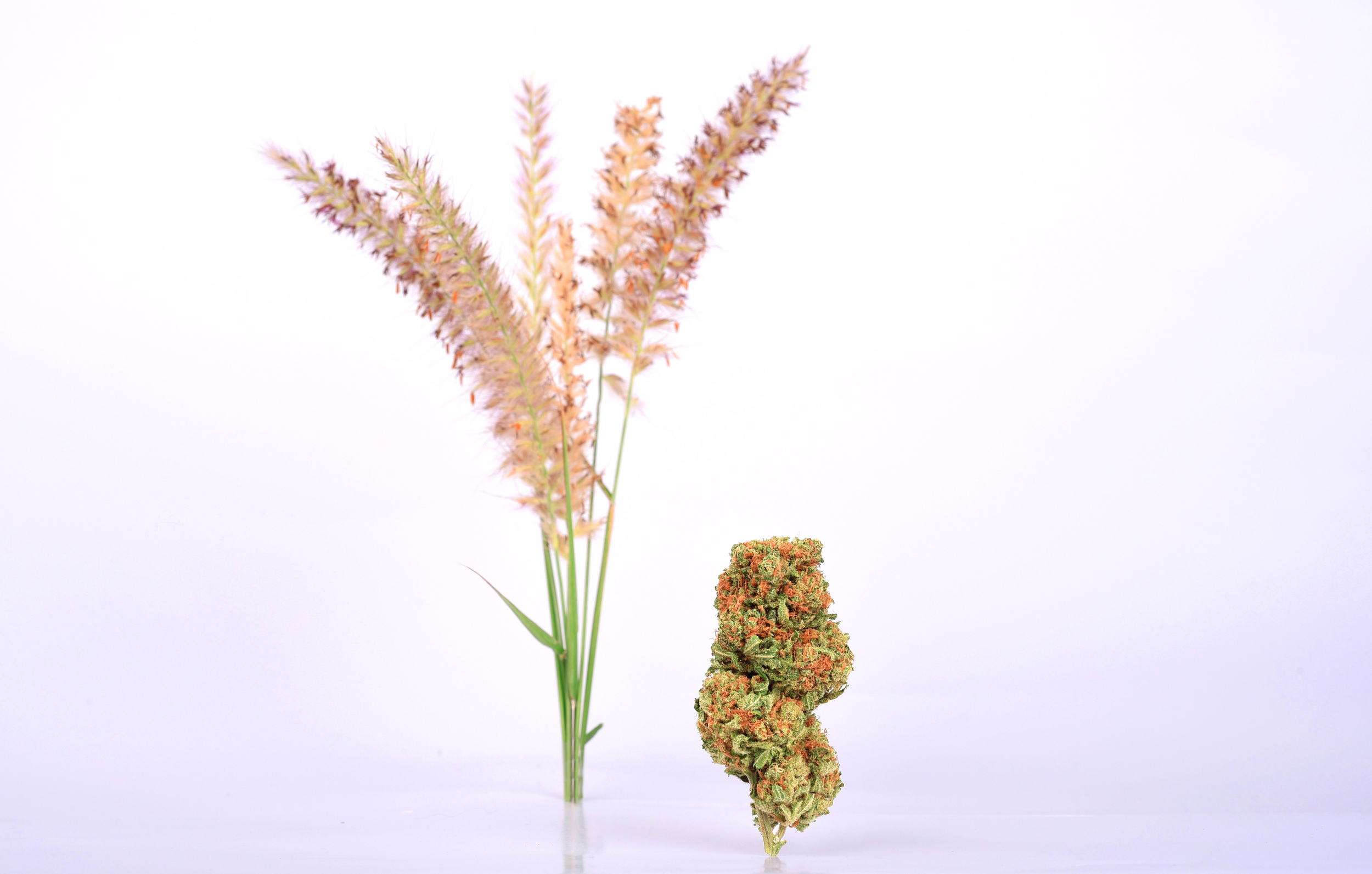 Lambsbread and Grasses.jpg