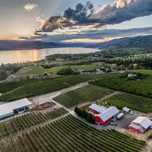 Aerial-Vineyard-JoieFarm.jpg