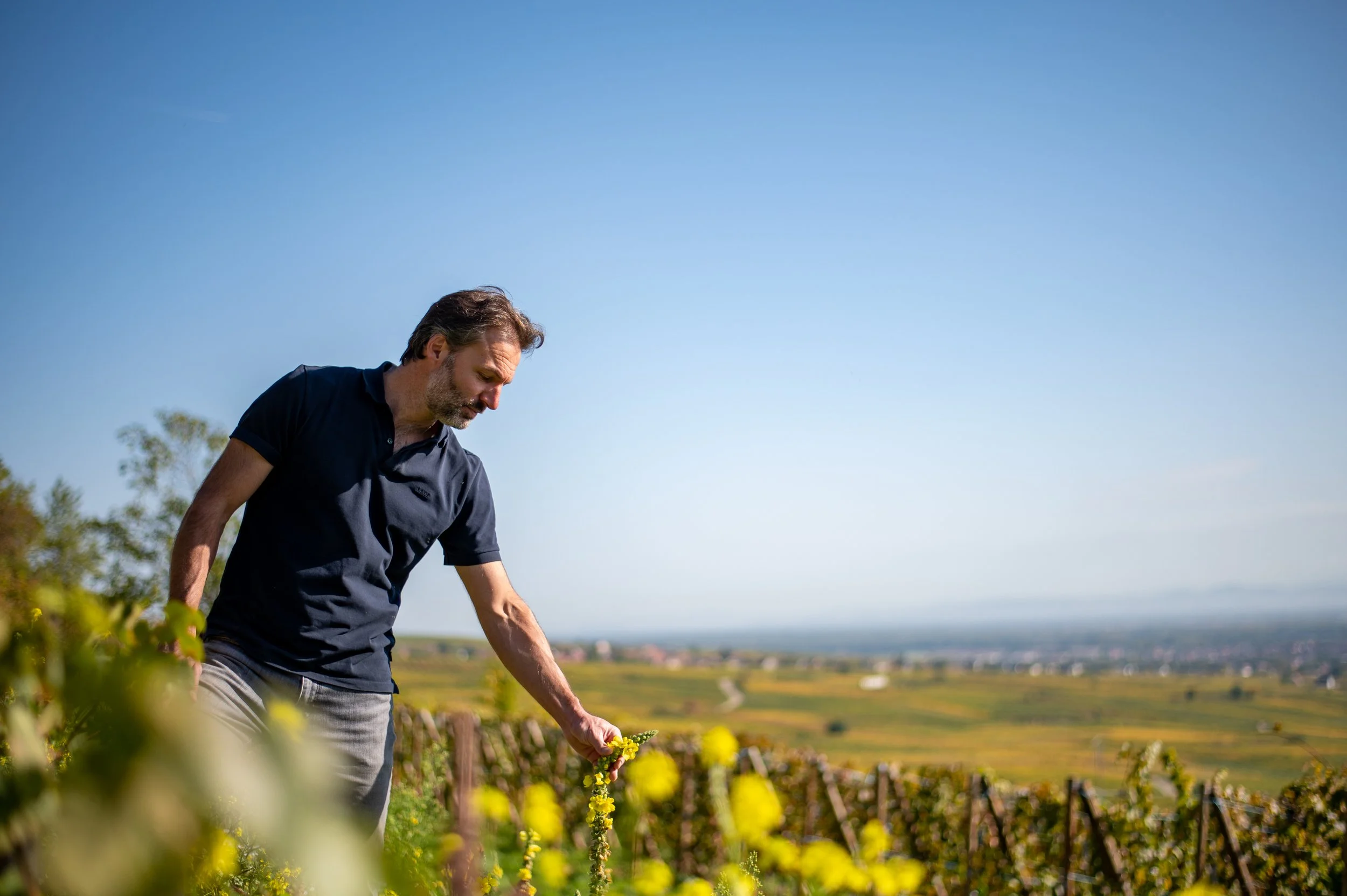 Domaine-zinck-2636 (1).jpg