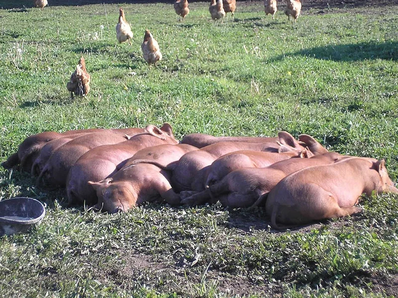 Heritage Pigs.jpg