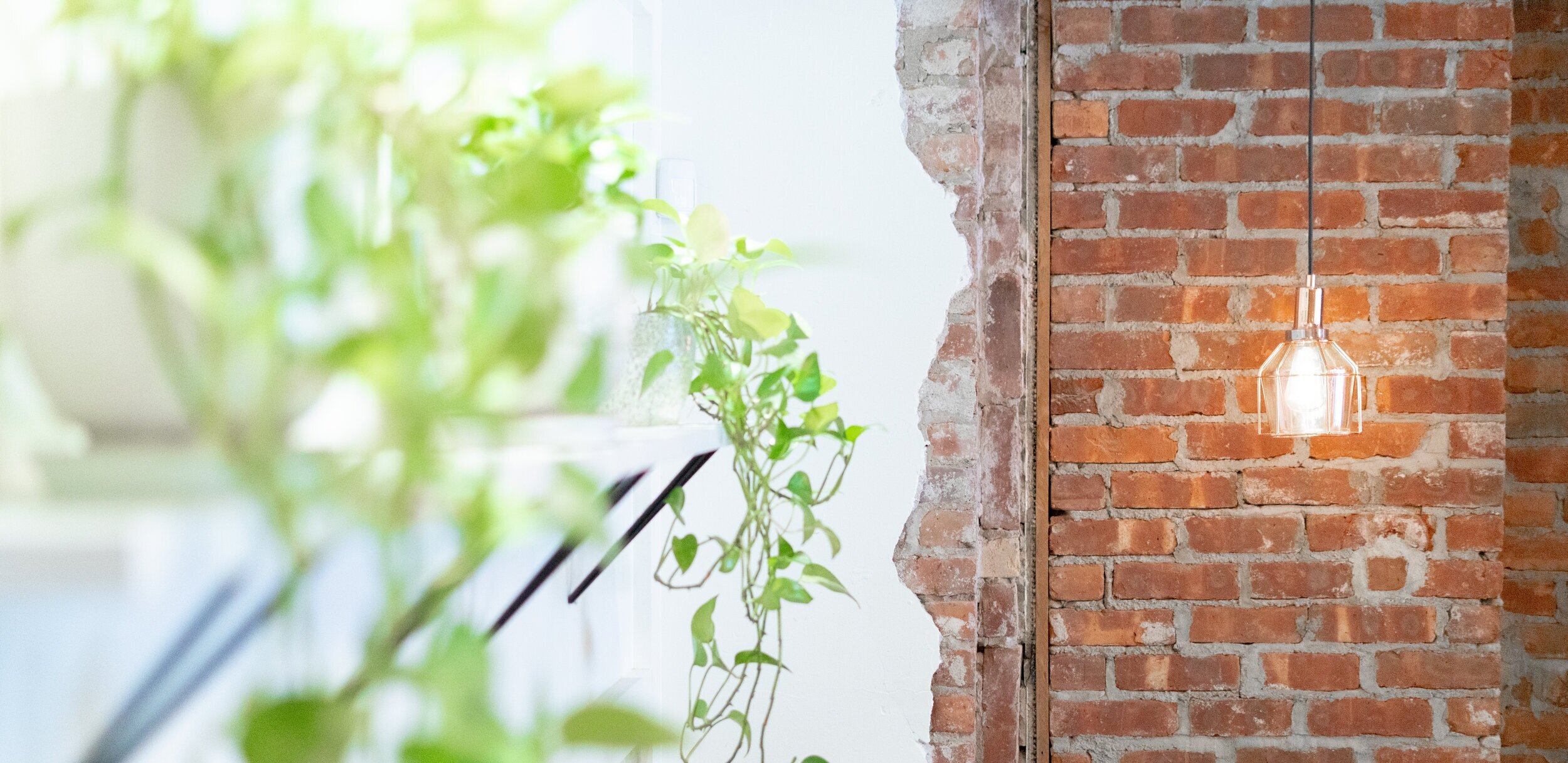 Plants and Brick Wall